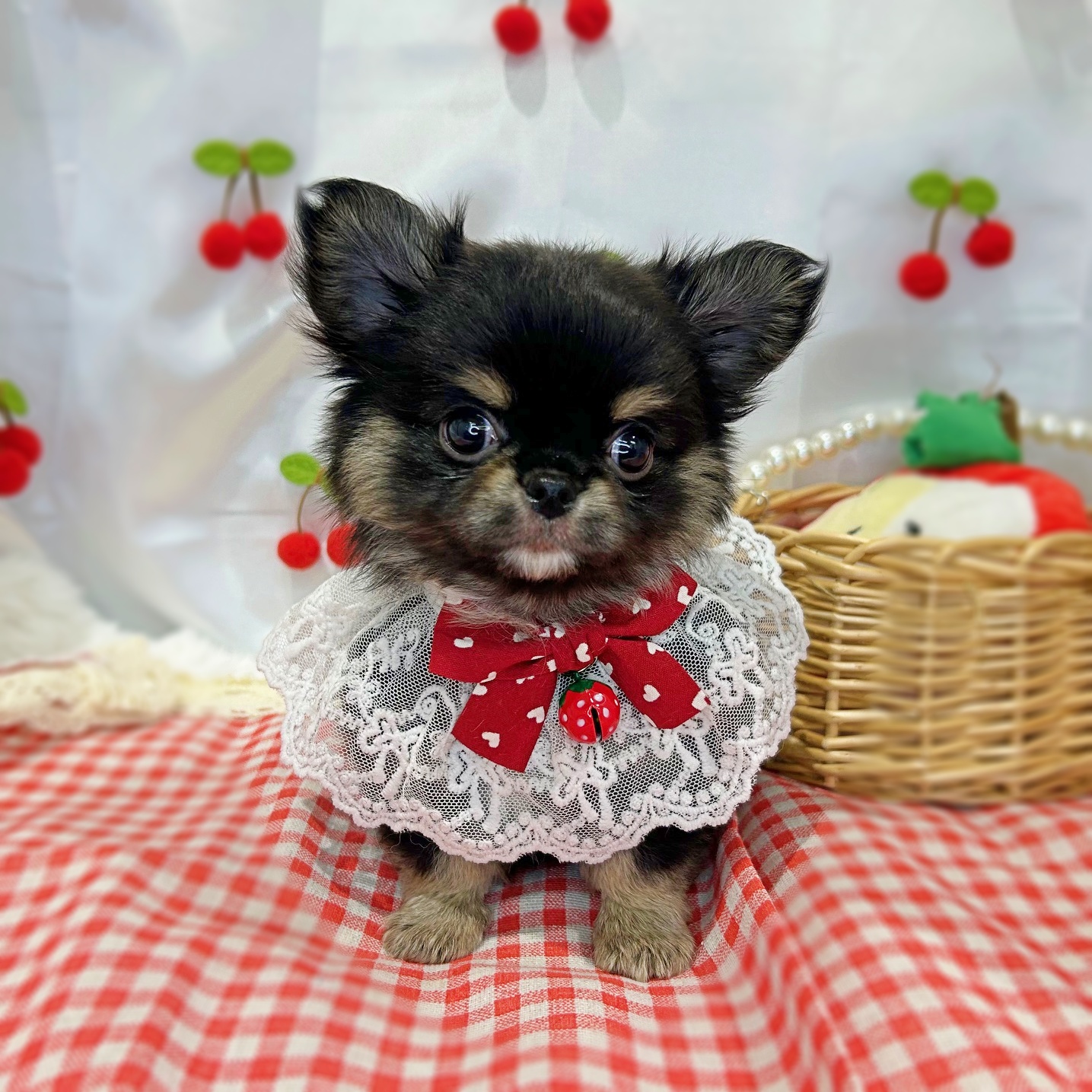 滋賀県のチワワ(ロング) (ペッツワン堅田店/2026年1月12日生まれ/男の子/ブラックタンホワイト)の子犬の1枚目の画像