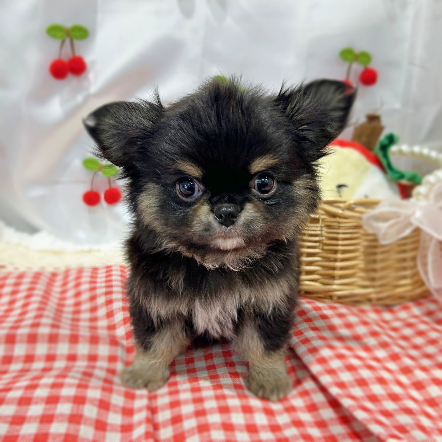 滋賀県のチワワ(ロング) (ペッツワン堅田店/2026年1月12日生まれ/男の子/ブラックタンホワイト)の子犬の3枚目の画像
