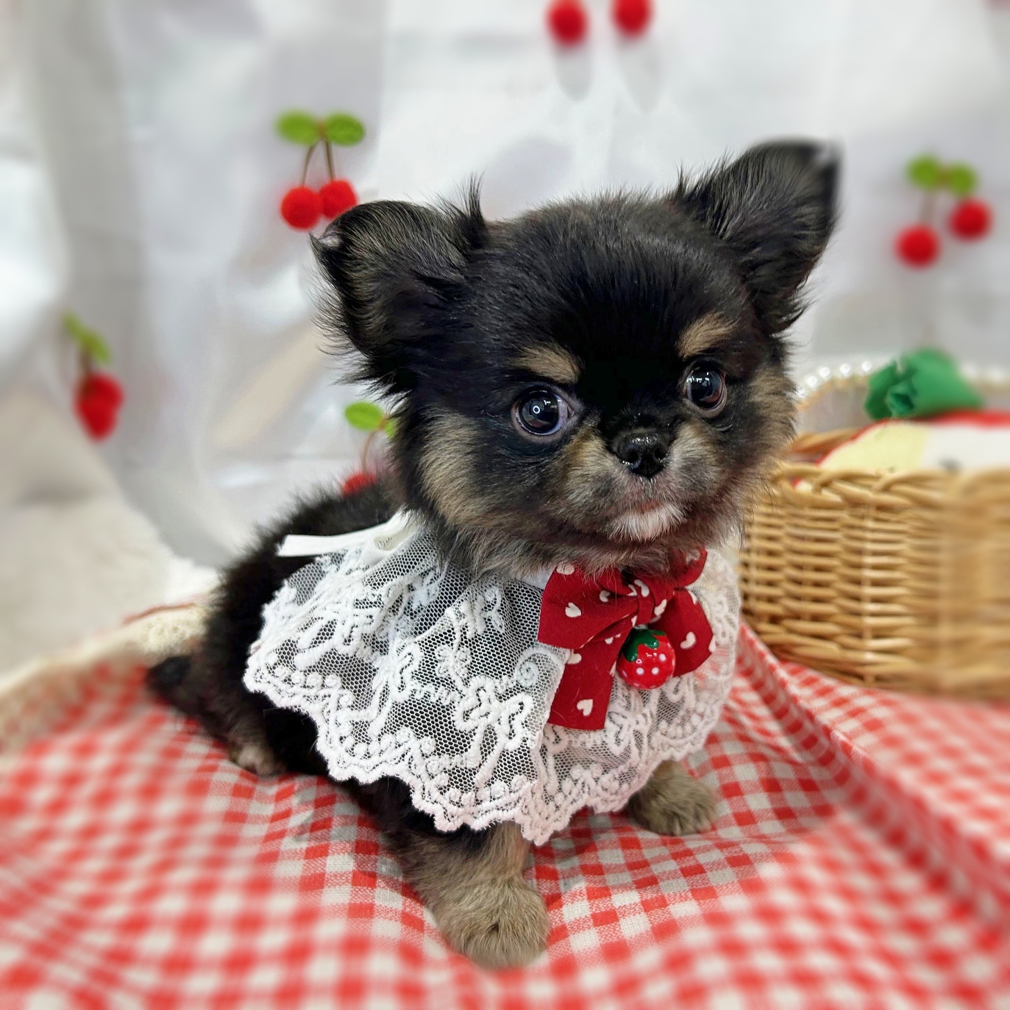 滋賀県のチワワ(ロング) (ペッツワン堅田店/2026年1月12日生まれ/男の子/ブラックタンホワイト)の子犬の2枚目の画像