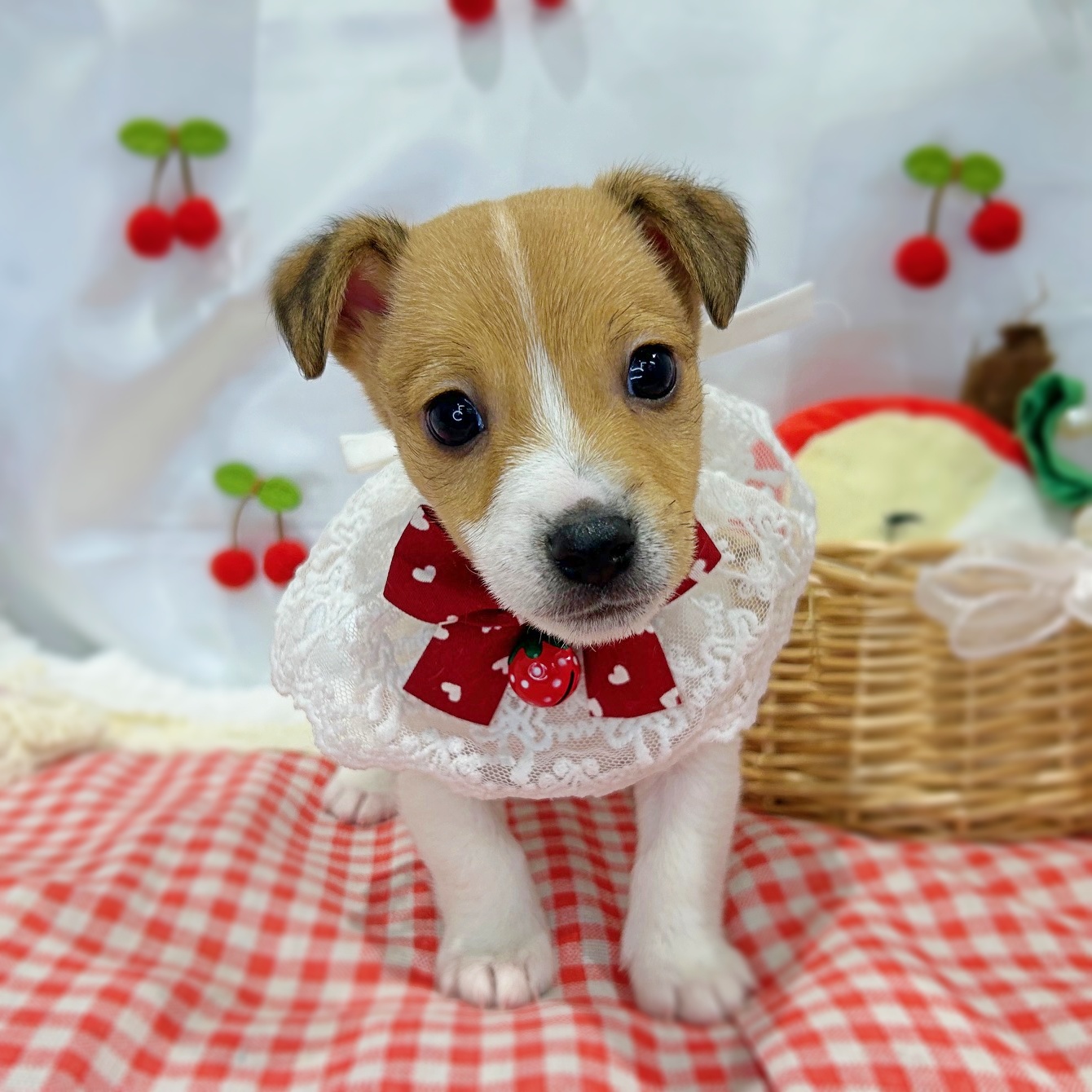 滋賀県のジャックラッセルテリア (ペッツワン堅田店/2026年1月15日生まれ/男の子/タンホワイト)の子犬の2枚目の画像