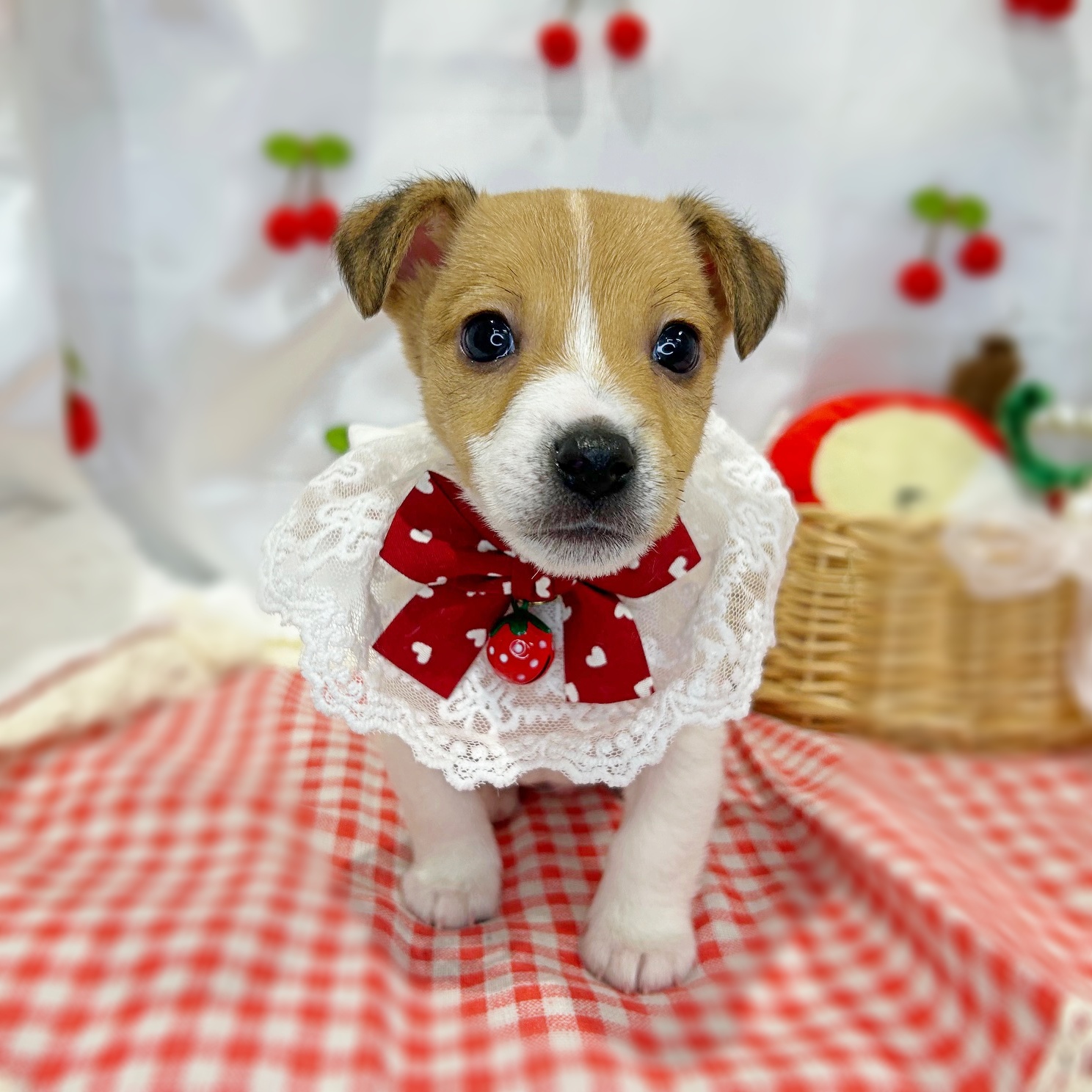 滋賀県のジャックラッセルテリア (ペッツワン堅田店/2026年1月15日生まれ/男の子/タンホワイト)の子犬の1枚目の画像