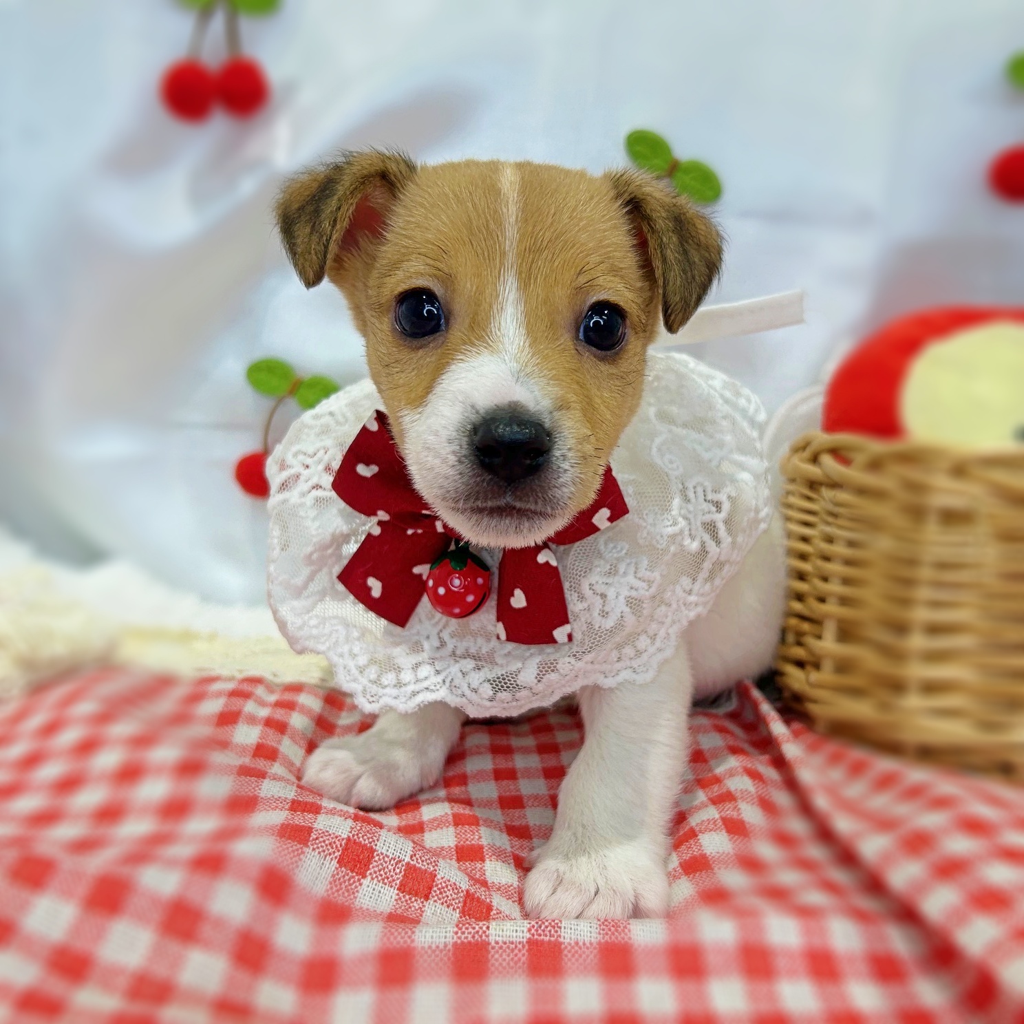 滋賀県のジャックラッセルテリア (ペッツワン堅田店/2026年1月15日生まれ/男の子/タンホワイト)の子犬の3枚目の画像