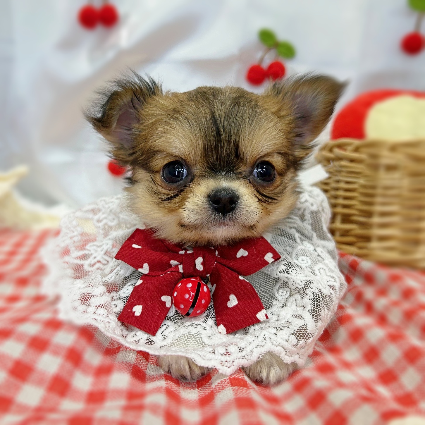 滋賀県のチワワ(ロング) (ペッツワン堅田店/2026年1月15日生まれ/男の子/レッドホワイト)の子犬の1枚目の画像