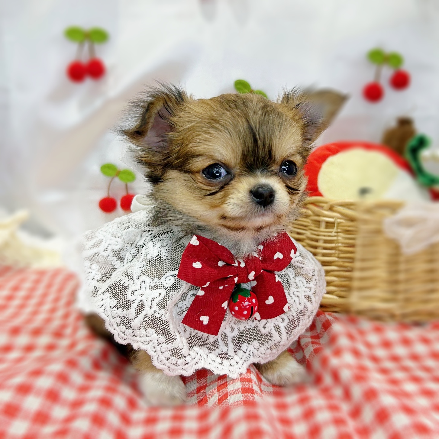 滋賀県のチワワ(ロング) (ペッツワン堅田店/2026年1月15日生まれ/男の子/レッドホワイト)の子犬の3枚目の画像