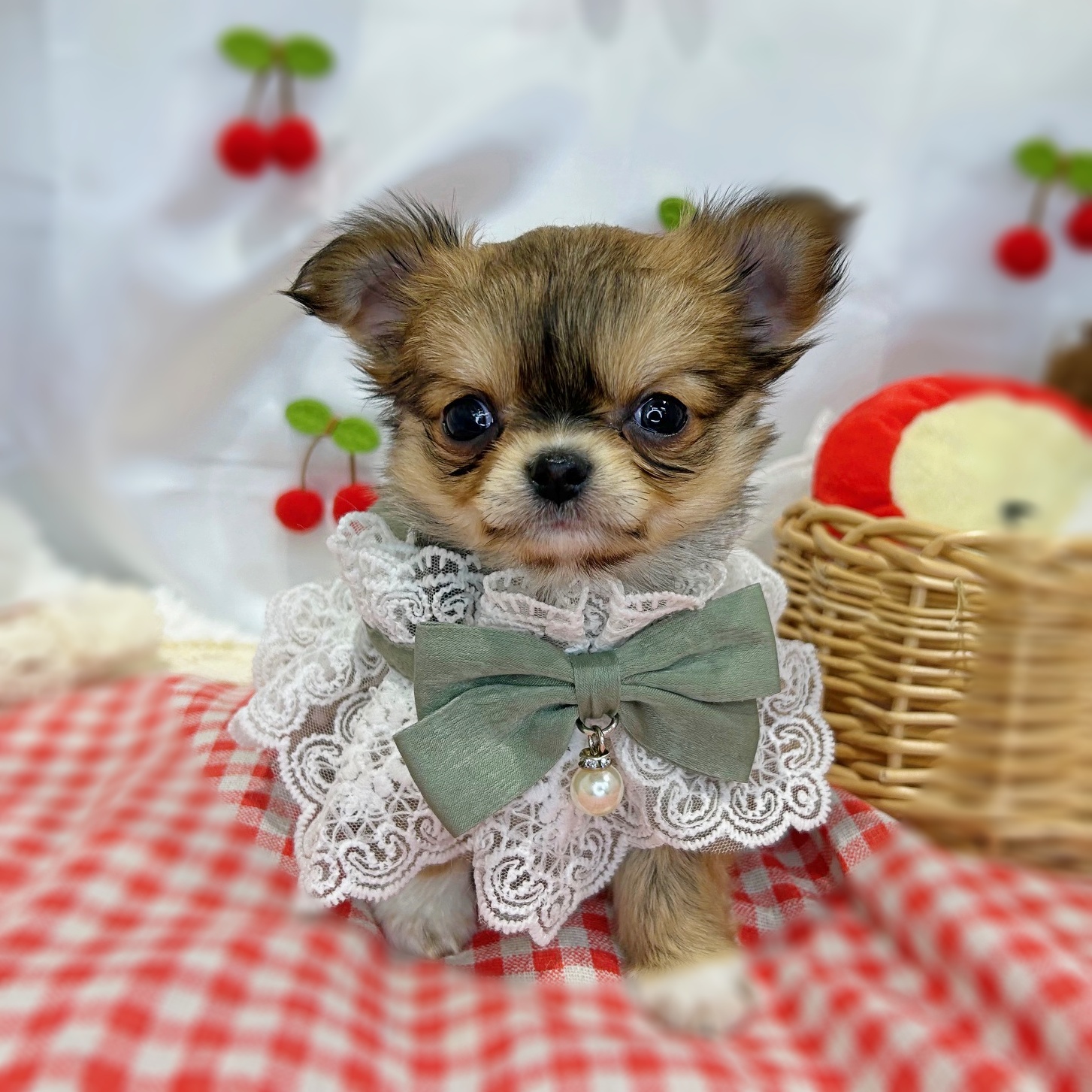 滋賀県のチワワ(ロング) (ペッツワン堅田店/2026年1月15日生まれ/男の子/レッドホワイト)の子犬の2枚目の画像