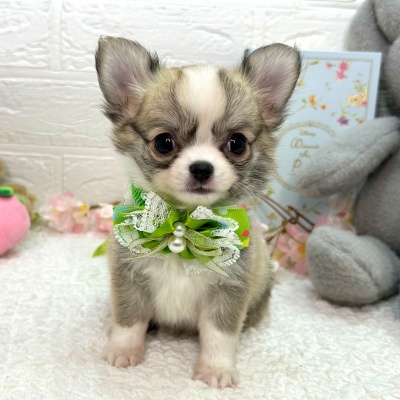 大阪府のチワワ(ロング) (ペッツワン東大阪店/2026年1月10日生まれ/男の子/フォーンホワイト)の子犬