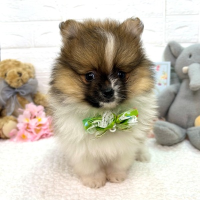 大阪府のポメラニアン (ペッツワン東大阪店/2026年1月13日生まれ/男の子/パーティーカラー)の子犬