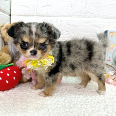 大阪府のチワワ(ロング) (ペッツワン東大阪店/2026年1月14日生まれ/女の子/ブルーマール)の子犬