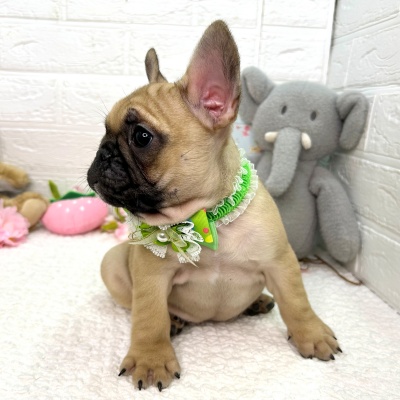 大阪府のフレンチブルドッグ (ペッツワン東大阪店/2026年1月14日生まれ/男の子/フォーン)の子犬の3枚目の画像
