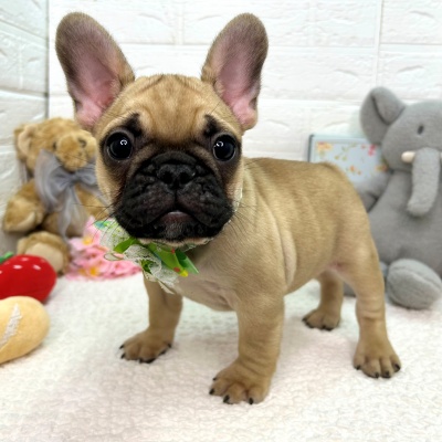 大阪府のフレンチブルドッグ (ペッツワン東大阪店/2026年1月14日生まれ/男の子/フォーン)の子犬の2枚目の画像