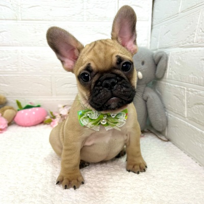 大阪府のフレンチブルドッグ (ペッツワン東大阪店/2026年1月14日生まれ/男の子/フォーン)の子犬の1枚目の画像