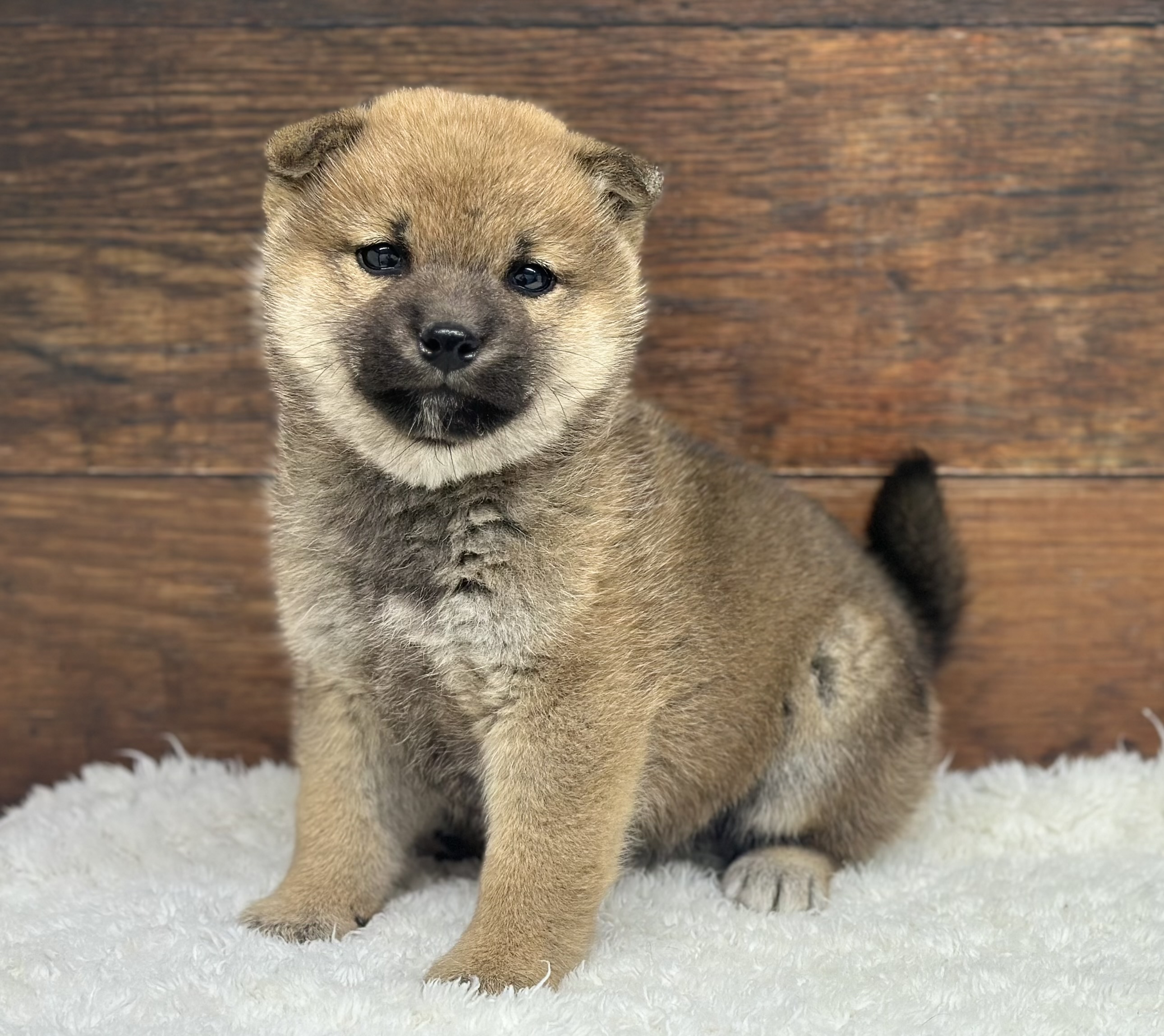 愛知県の柴犬(標準サイズ) (ペッツワン名古屋大高インター店/2026年1月8日生まれ/女の子/赤)の子犬