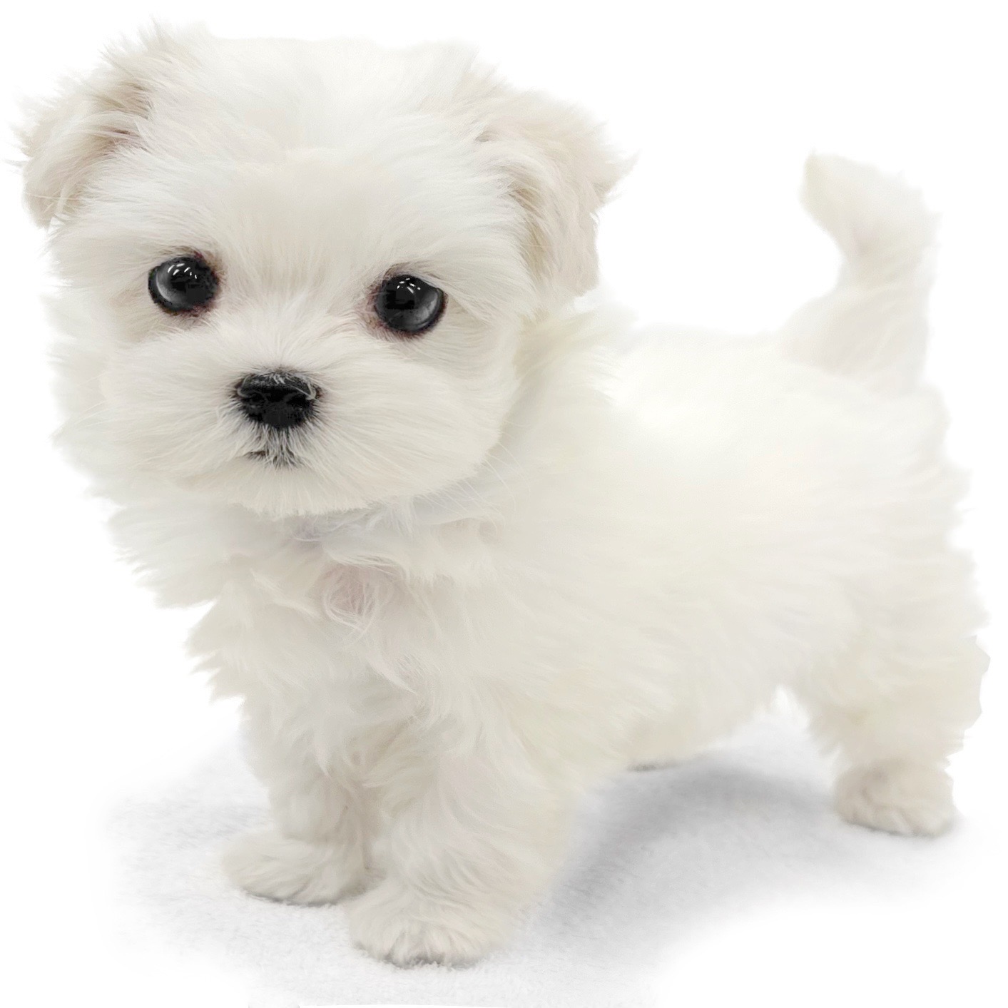 神奈川県のマルチーズ (ペッツワン城山店/2026年1月14日生まれ/女の子/ホワイト)の子犬