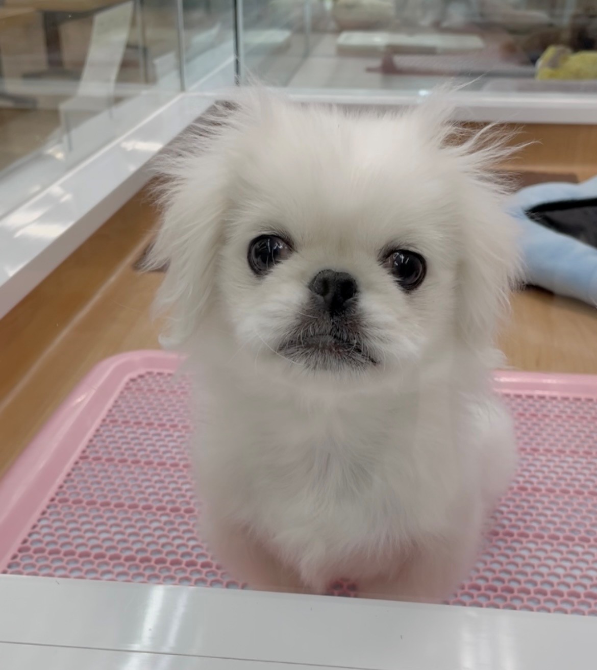 岐阜県のペキニーズ (ペッツワン可児店/2025年11月8日生まれ/男の子/ホワイト)の子犬