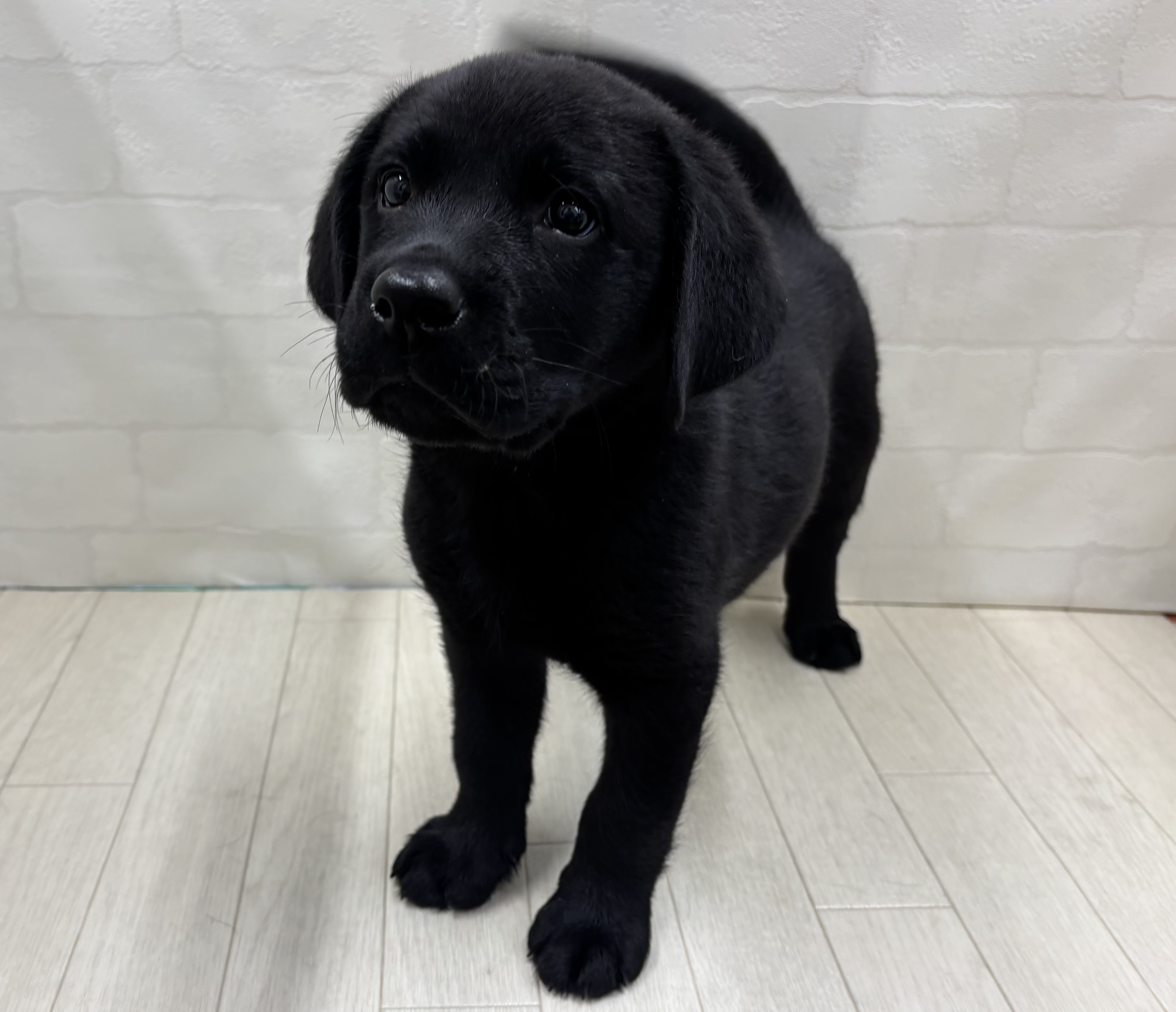 埼玉県のラブラドールレトリーバー (ペッツワン大利根店/2025年12月29日生まれ/男の子/ブラック)の子犬の2枚目の画像