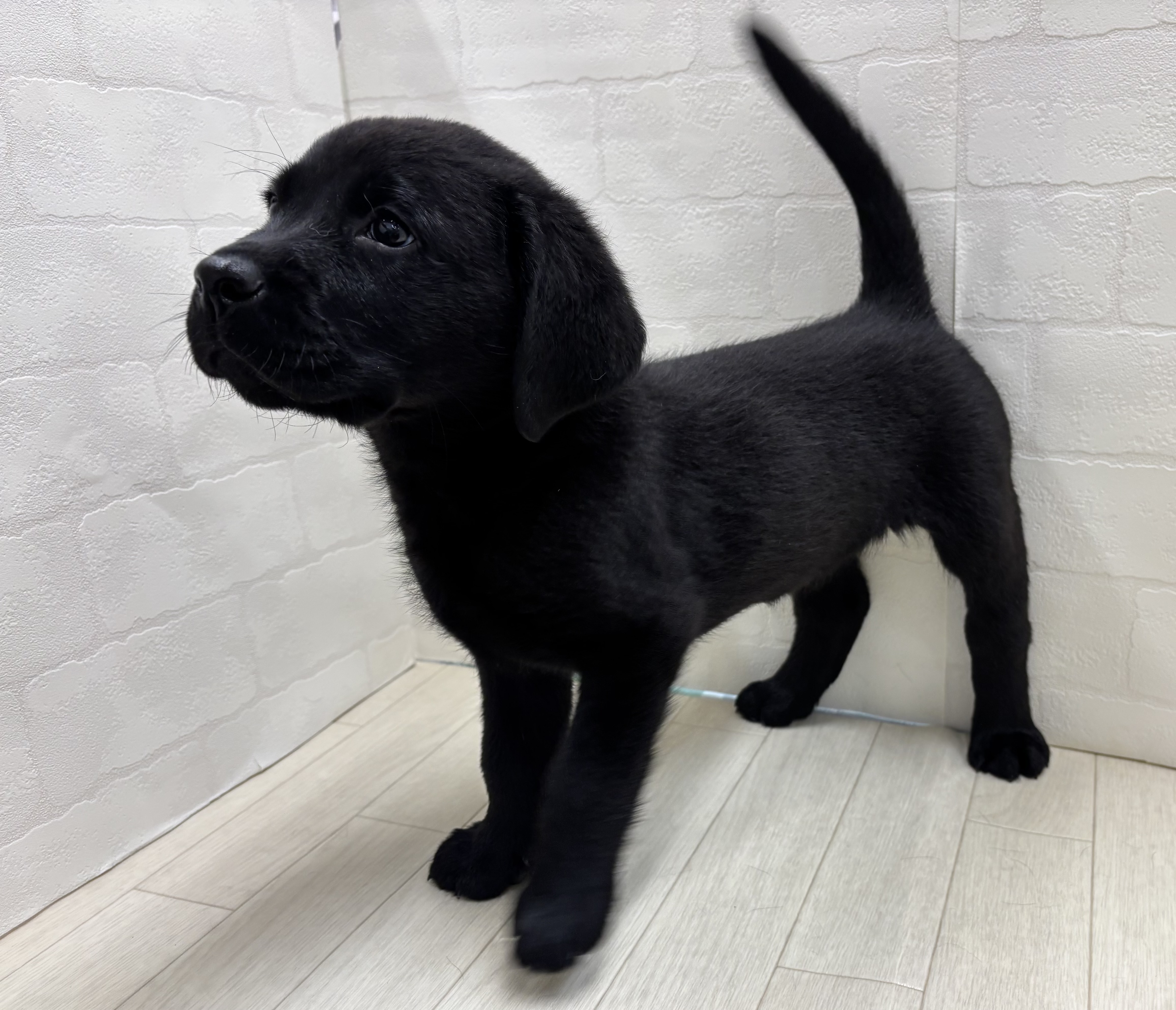 埼玉県のラブラドールレトリーバー (ペッツワン大利根店/2025年12月29日生まれ/男の子/ブラック)の子犬の3枚目の画像