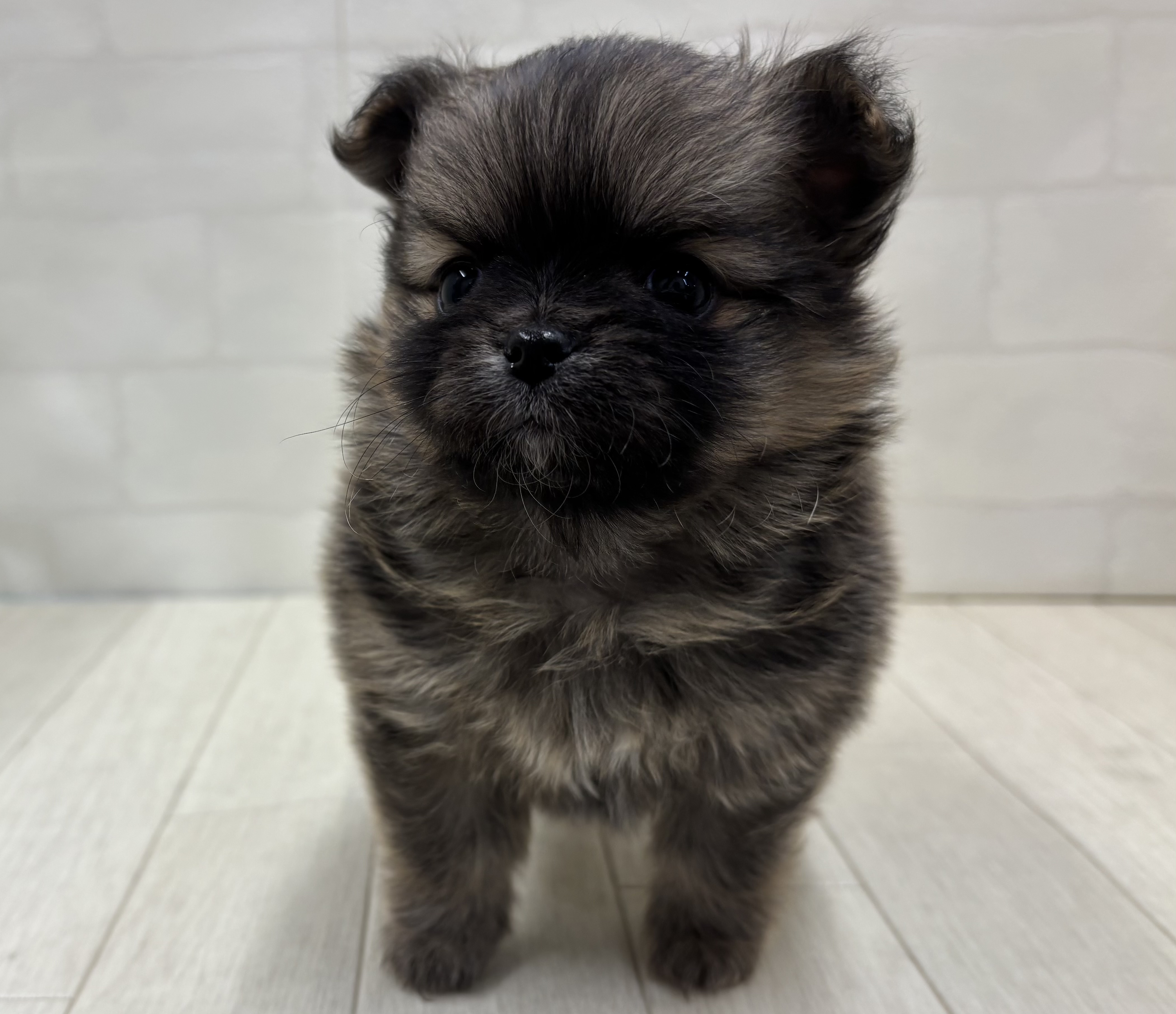 埼玉県のハーフ犬・ミックス犬 (ペッツワン大利根店/2026年1月13日生まれ/男の子/オレンジセーブル)の子犬の2枚目の画像