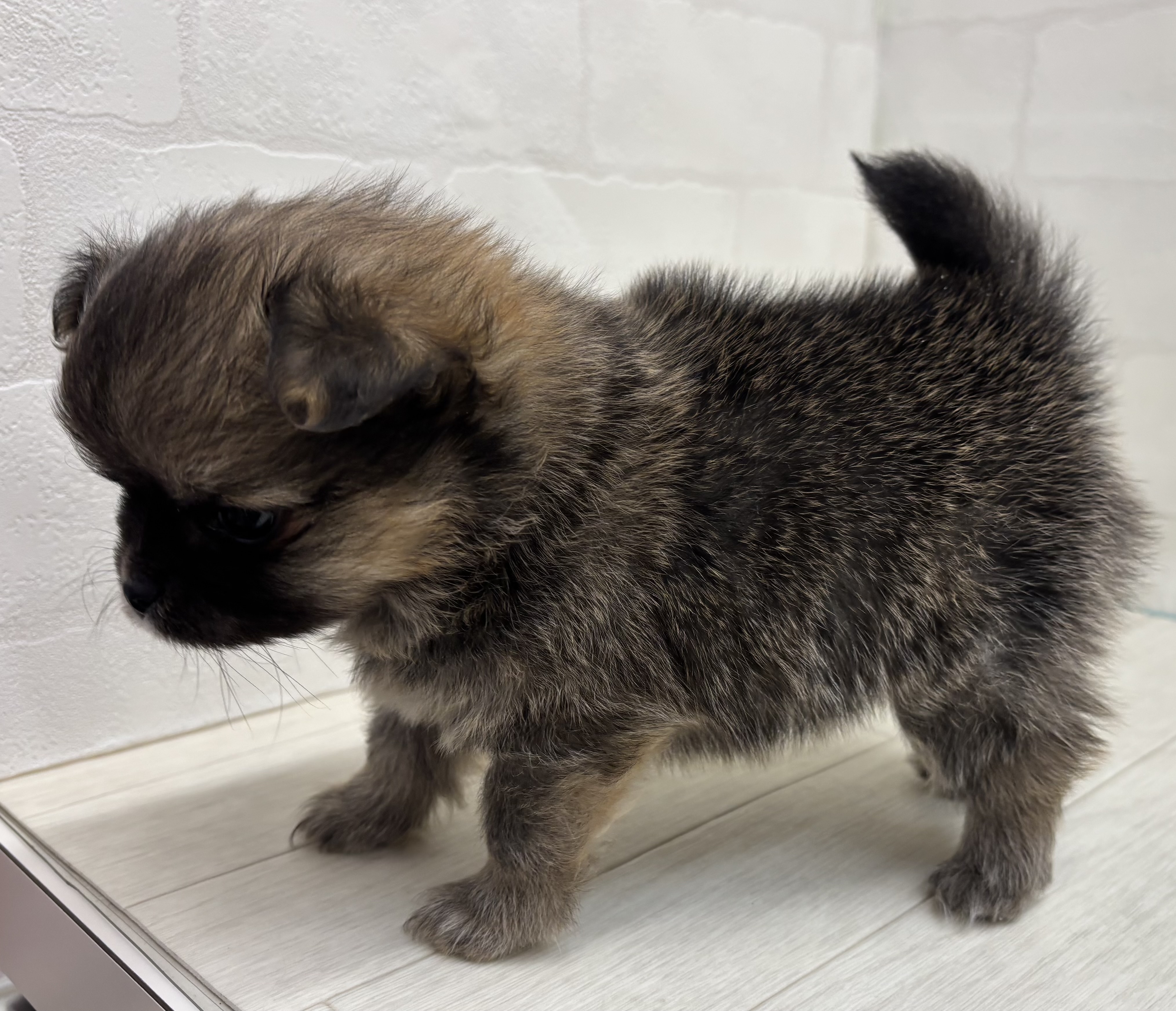 埼玉県のハーフ犬・ミックス犬 (ペッツワン大利根店/2026年1月13日生まれ/男の子/オレンジセーブル)の子犬の3枚目の画像