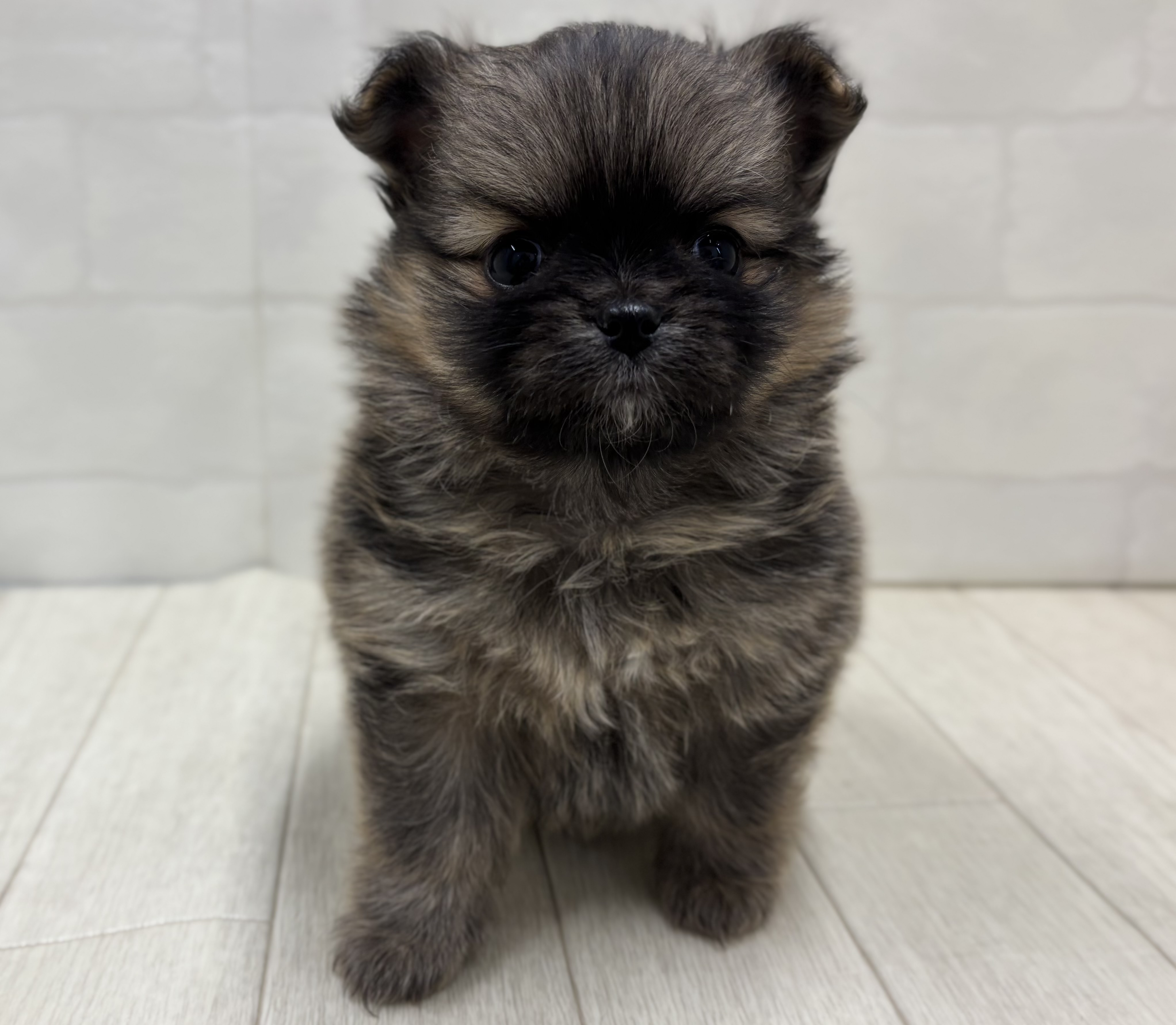 埼玉県のハーフ犬・ミックス犬 (ペッツワン大利根店/2026年1月13日生まれ/男の子/オレンジセーブル)の子犬の1枚目の画像