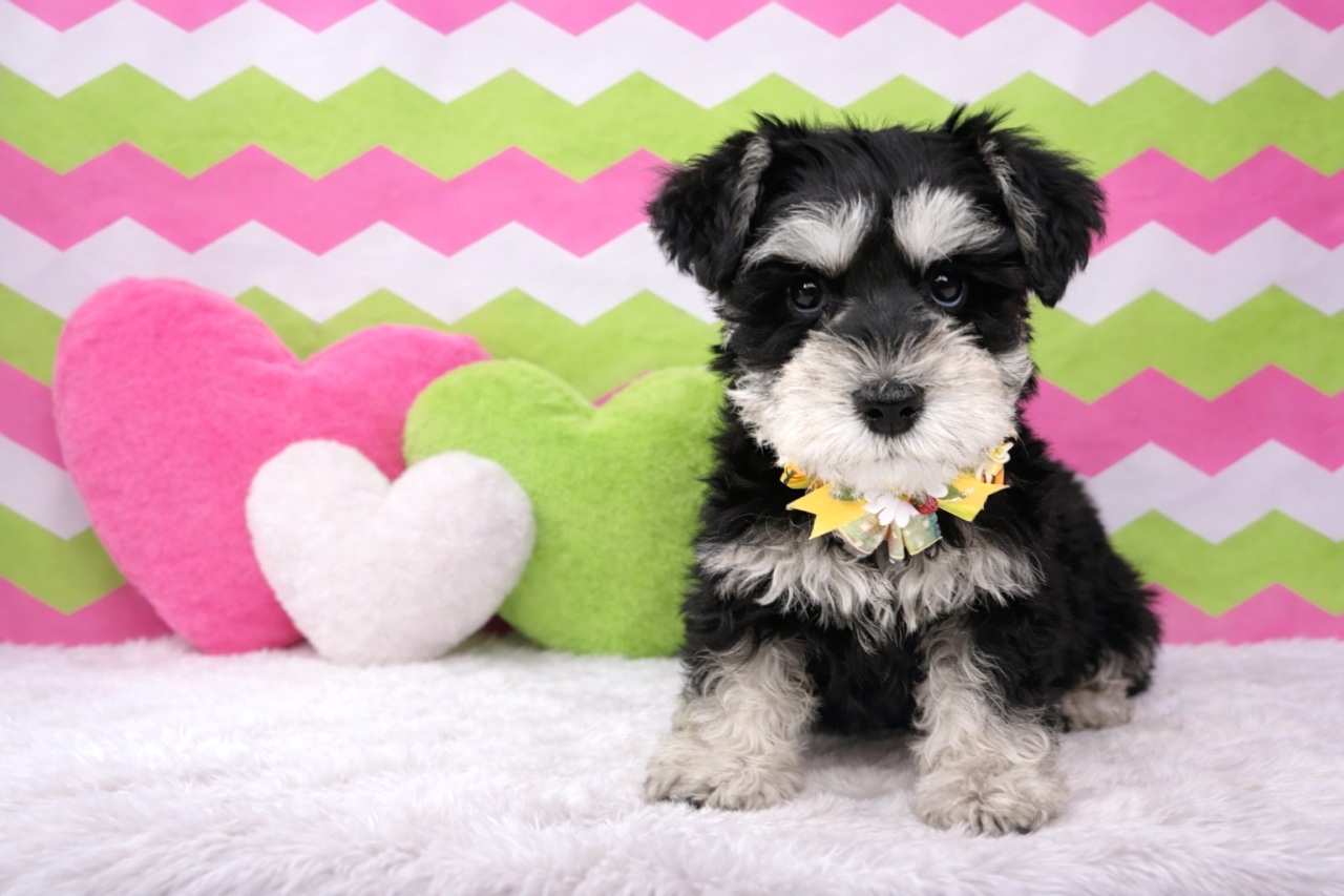 兵庫県のミニチュアシュナウザー (ペッツワン神戸深江浜店/2026年1月10日生まれ/女の子/ブラックホワイト)の子犬