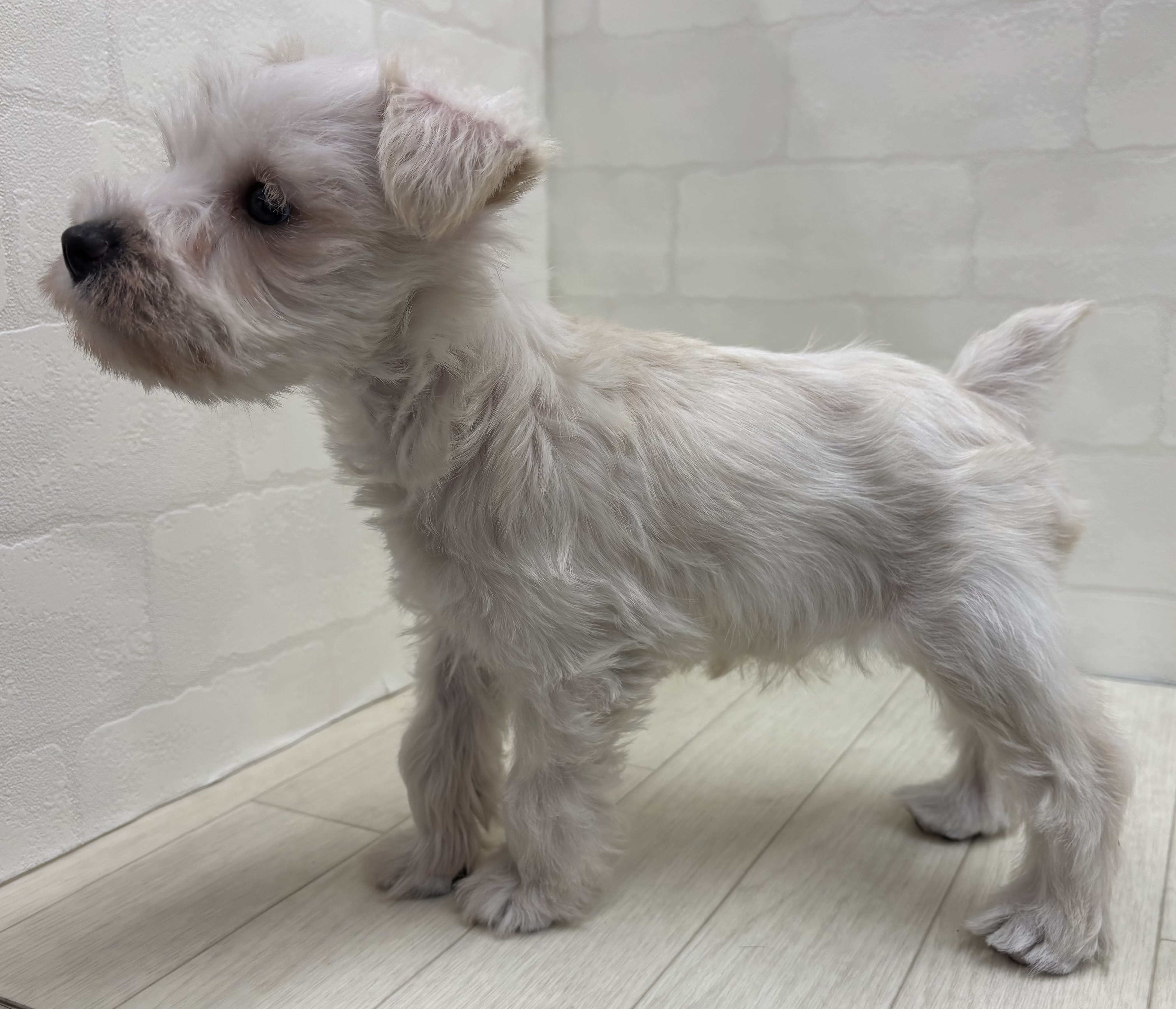 埼玉県のミニチュアシュナウザー (ペッツワン大利根店/2026年1月6日生まれ/女の子/ホワイト)の子犬の3枚目の画像