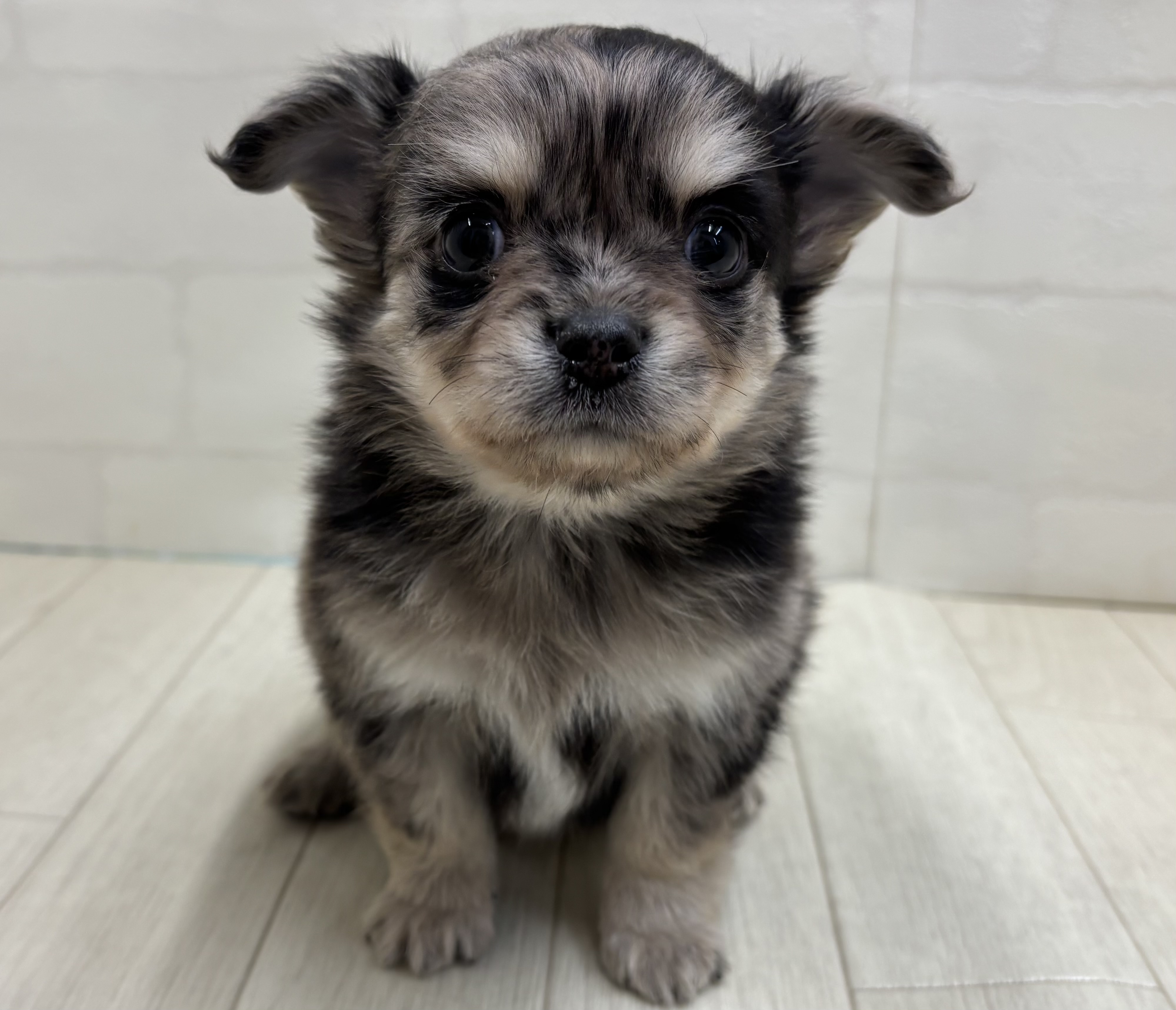 埼玉県のチワワ(ロング) (ペッツワン大利根店/2026年1月11日生まれ/男の子/ブルーマール)の子犬の2枚目の画像