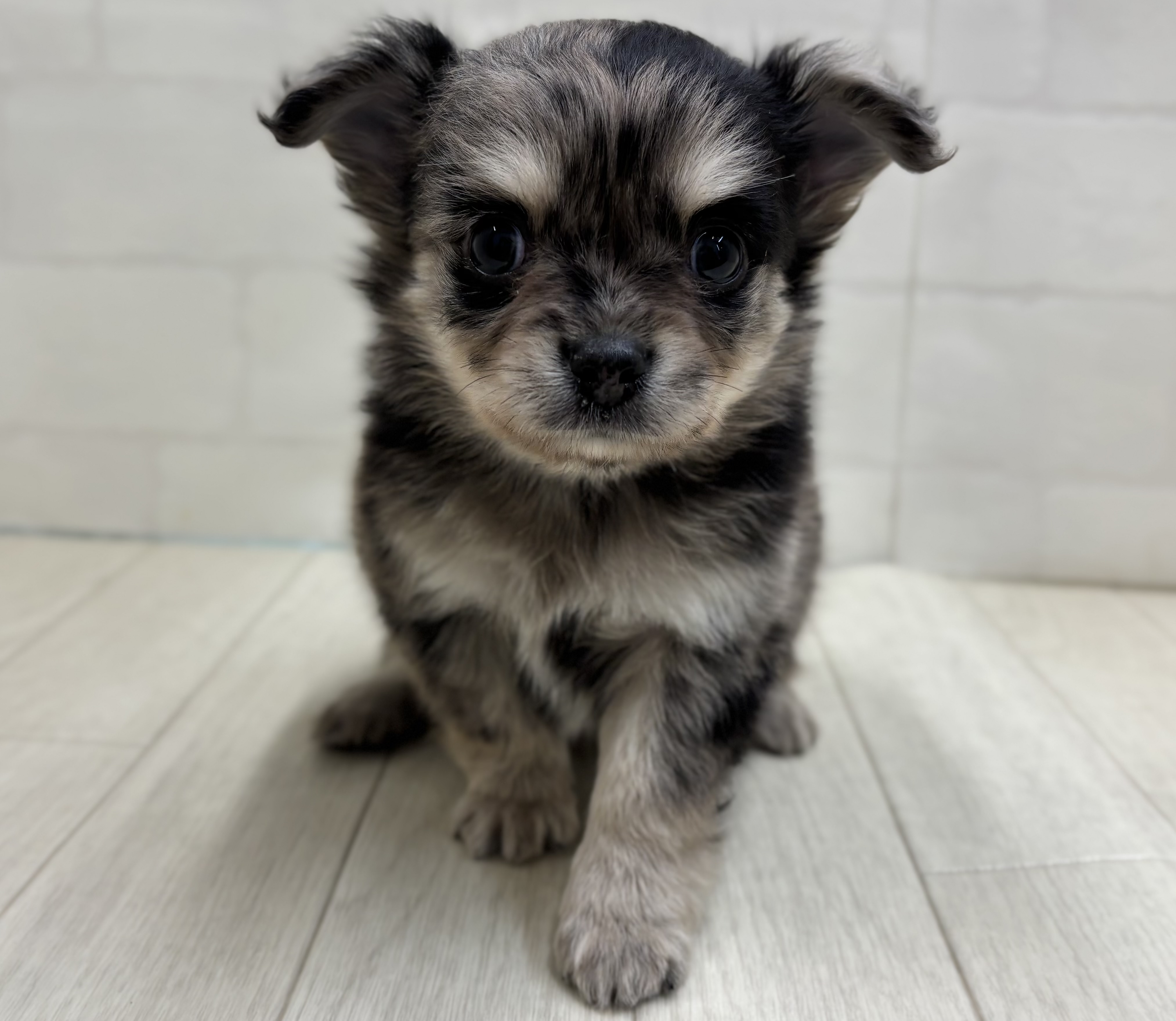 埼玉県のチワワ(ロング) (ペッツワン大利根店/2026年1月11日生まれ/男の子/ブルーマール)の子犬の1枚目の画像