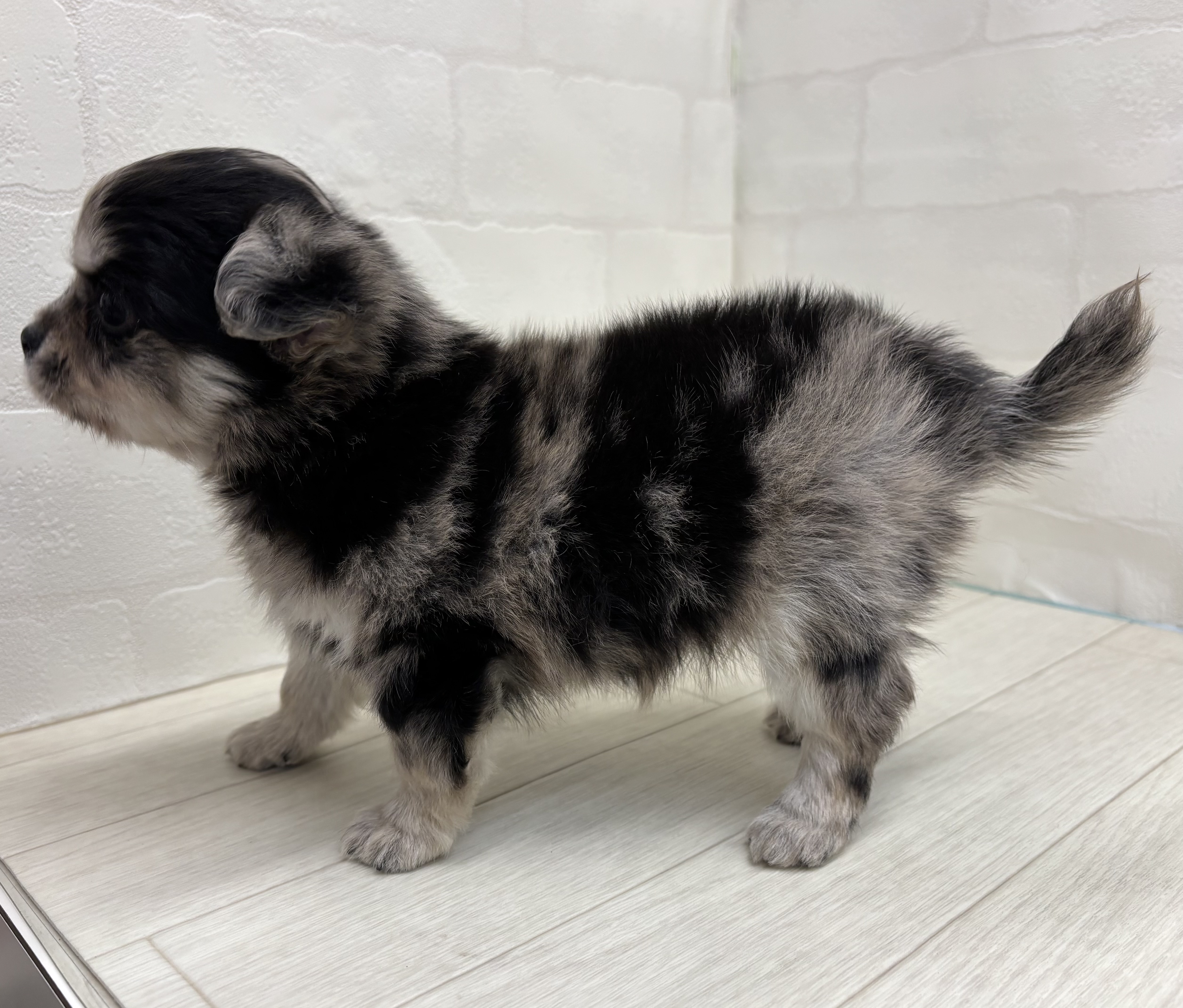 埼玉県のチワワ(ロング) (ペッツワン大利根店/2026年1月11日生まれ/男の子/ブルーマール)の子犬の3枚目の画像