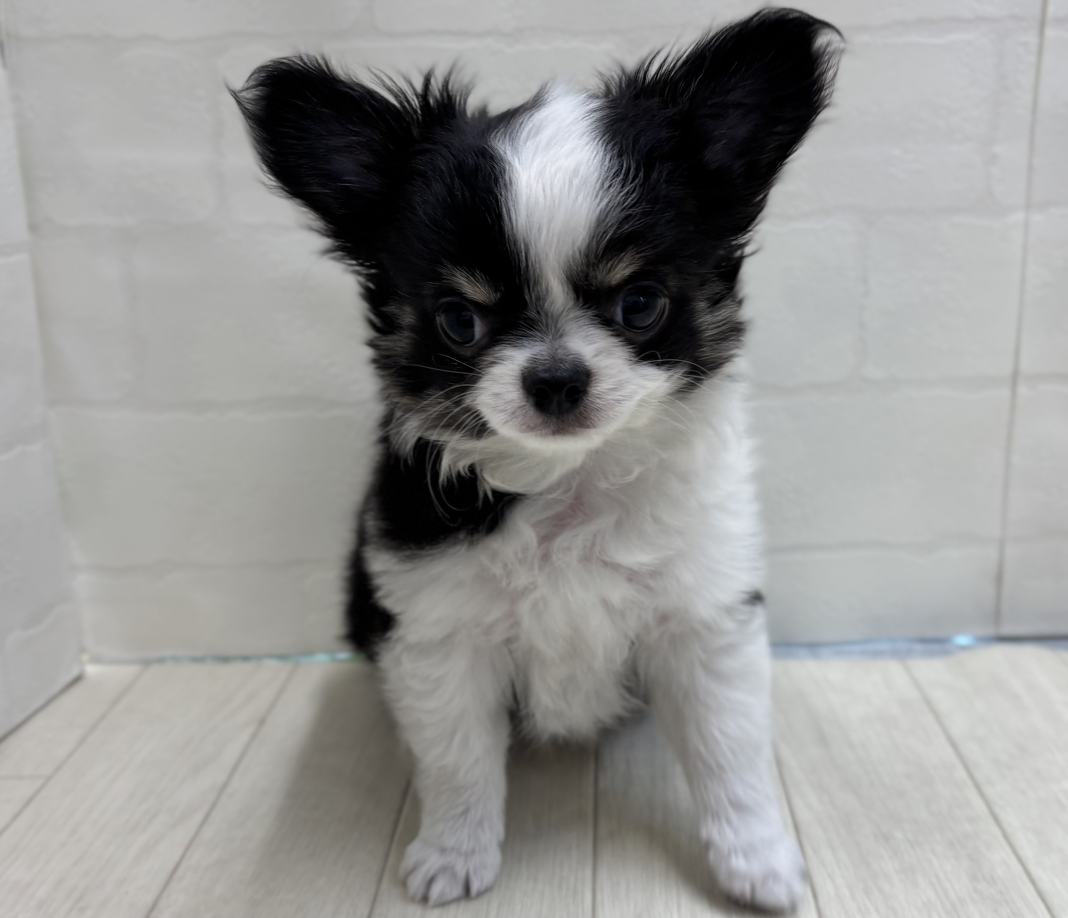 埼玉県のチワワ(ロング) (ペッツワン大利根店/2025年12月22日生まれ/男の子/ブラックタンホワイト)の子犬の1枚目の画像