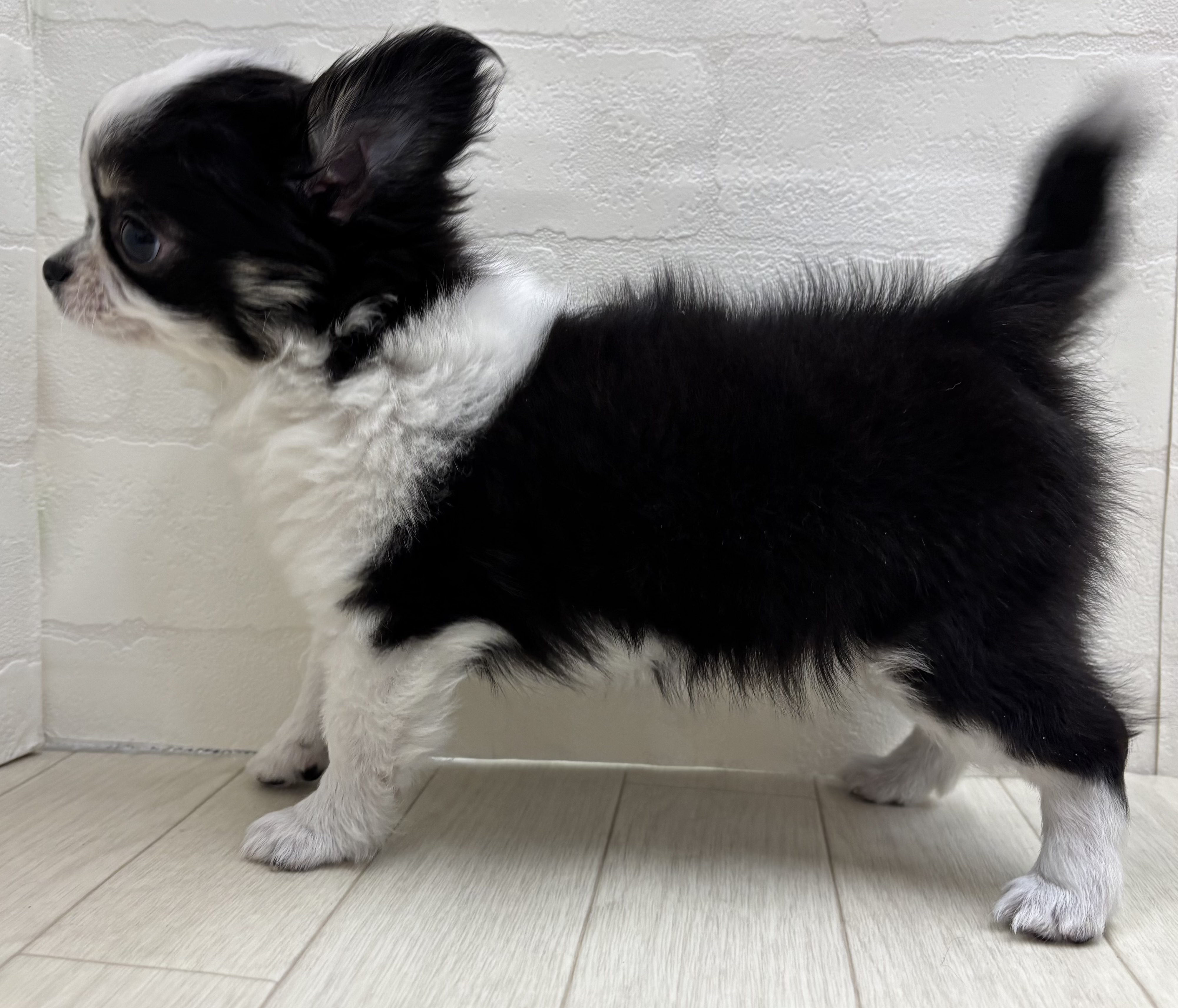 埼玉県のチワワ(ロング) (ペッツワン大利根店/2025年12月22日生まれ/男の子/ブラックタンホワイト)の子犬の3枚目の画像