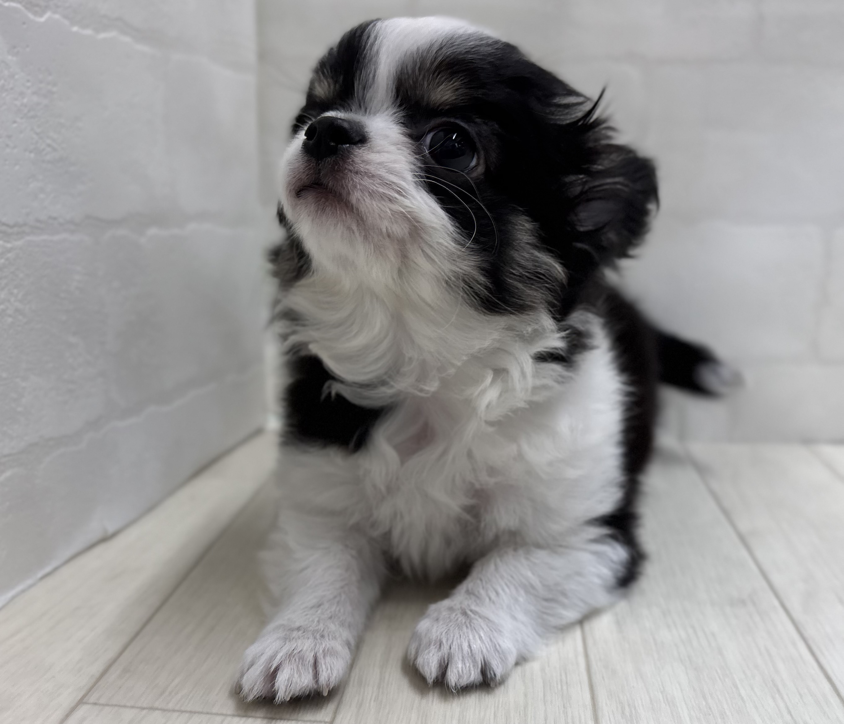 埼玉県のチワワ(ロング) (ペッツワン大利根店/2025年12月22日生まれ/男の子/ブラックタンホワイト)の子犬の2枚目の画像