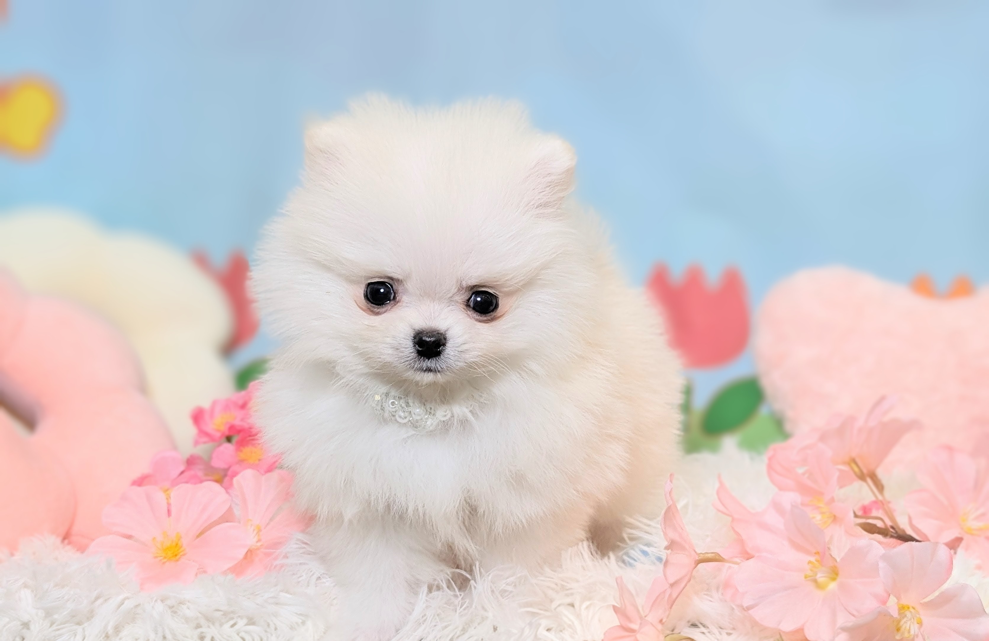 兵庫県のポメラニアン (ペッツワン神戸西神南店/2026年1月6日生まれ/男の子/クリーム)の子犬