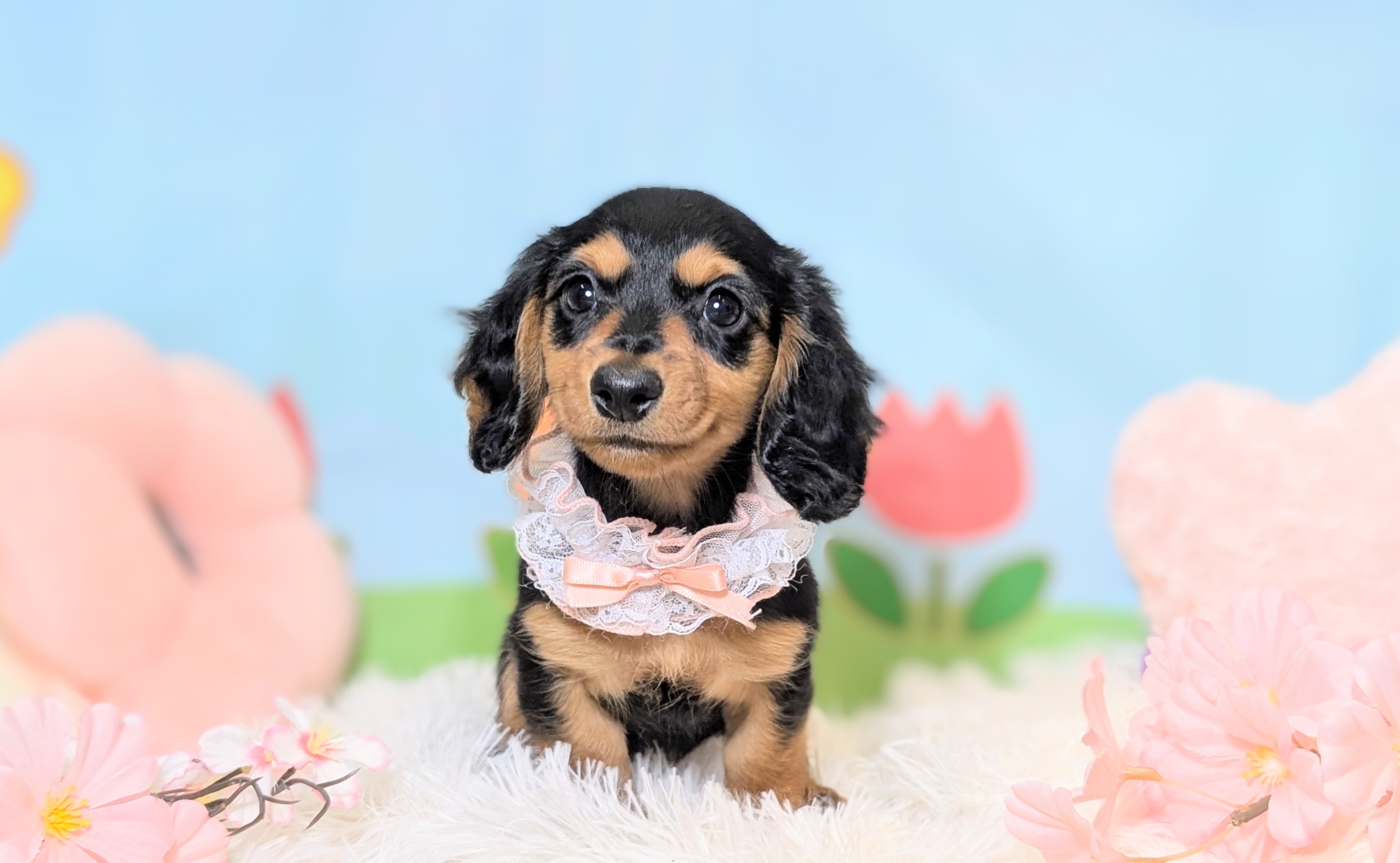 兵庫県のカニンヘンダックスフンド(ロング) (ペッツワン神戸西神南店/2026年1月13日生まれ/女の子/ブラックタン)の子犬