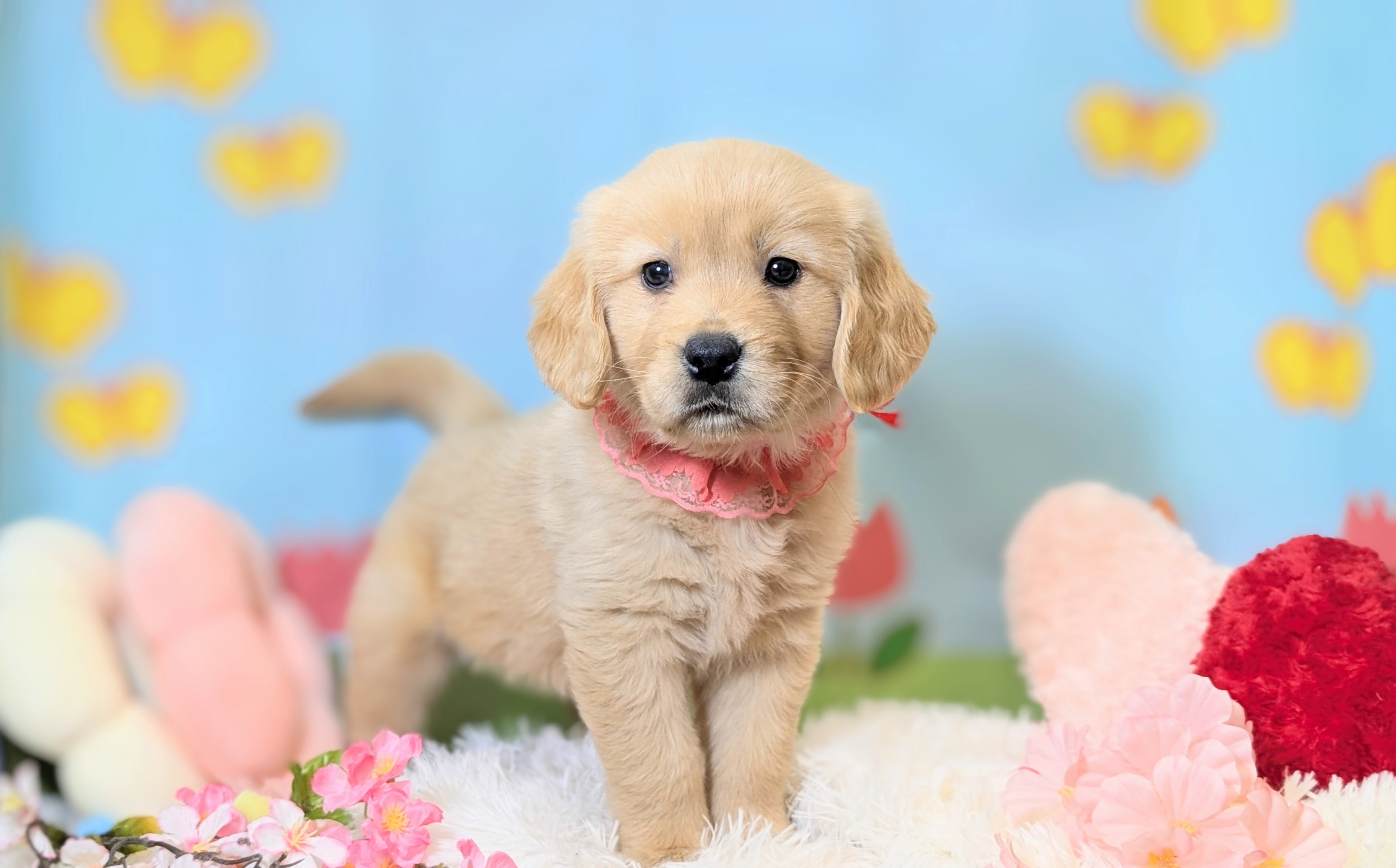 兵庫県のゴールデンレトリバー (ペッツワン神戸西神南店/2026年1月15日生まれ/女の子/ゴールド)の子犬