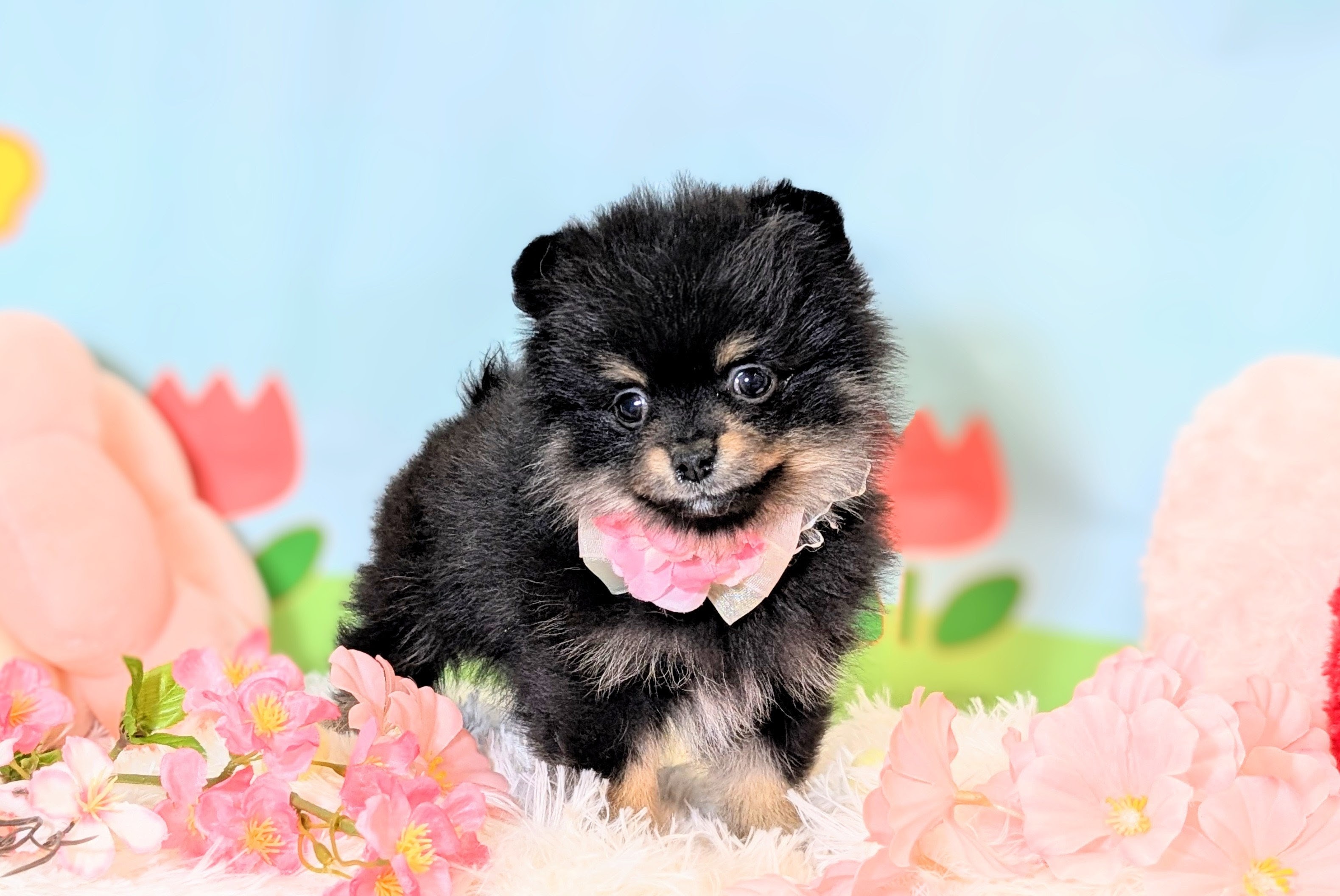 兵庫県のポメラニアン (ペッツワン神戸西神南店/2026年1月13日生まれ/女の子/ブラックタン)の子犬