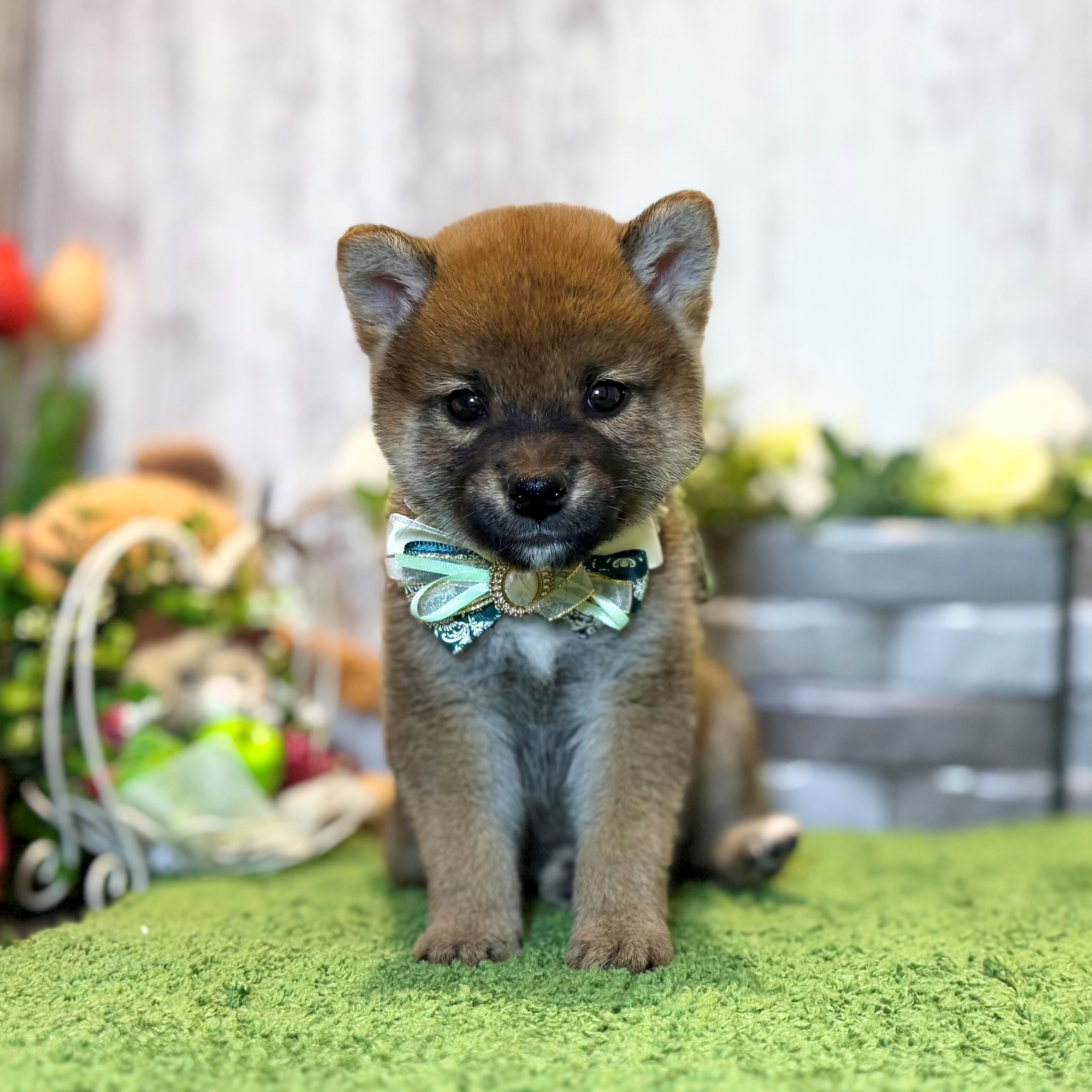 兵庫県の柴犬(標準サイズ) (ペッツワン姫路大津店/2026年1月15日生まれ/男の子/赤)の子犬