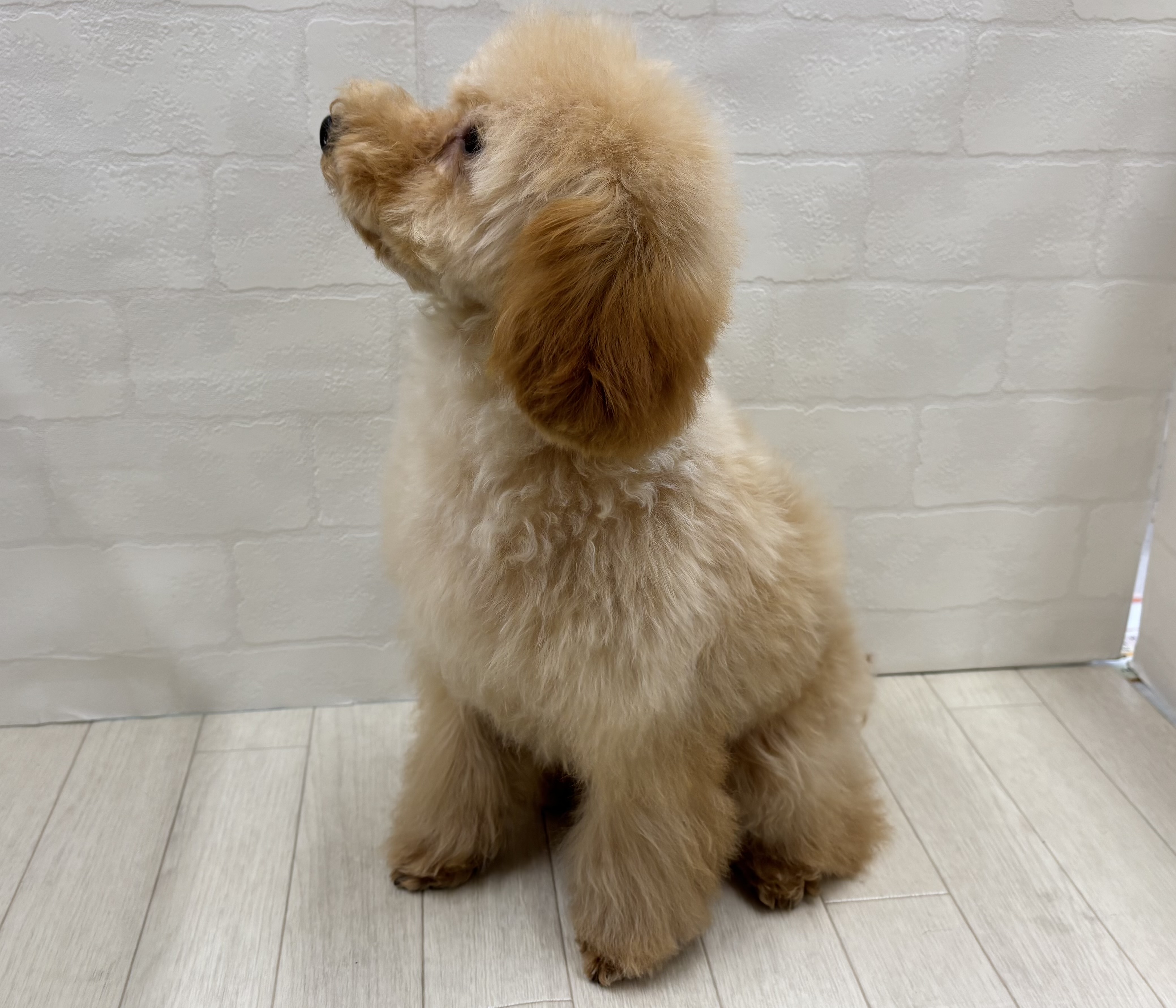 埼玉県のトイプードル(トイ) (ペッツワン大利根店/2025年9月13日生まれ/女の子/レッド)の子犬の3枚目の画像