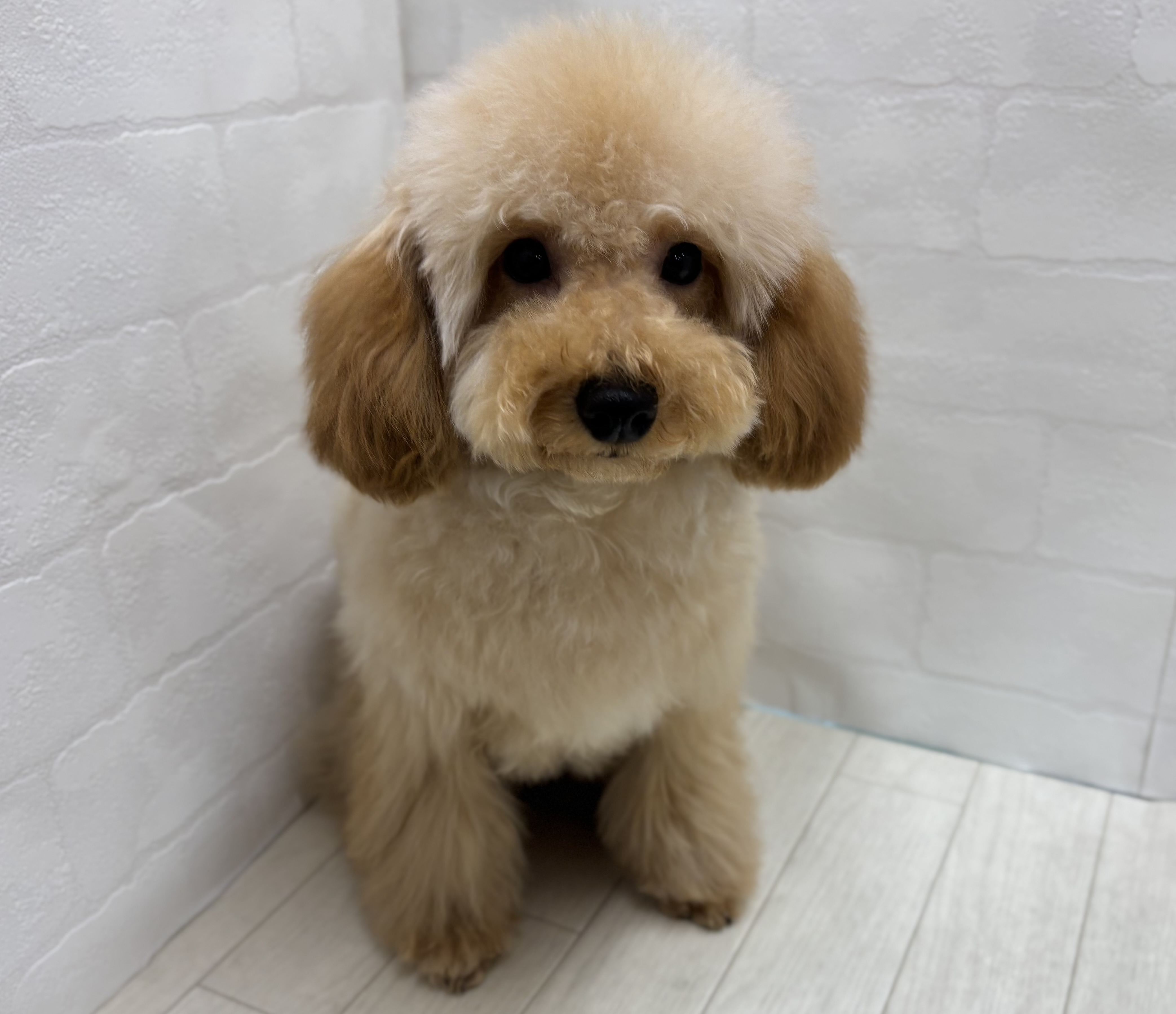 埼玉県のトイプードル(トイ) (ペッツワン大利根店/2025年9月13日生まれ/女の子/レッド)の子犬の1枚目の画像