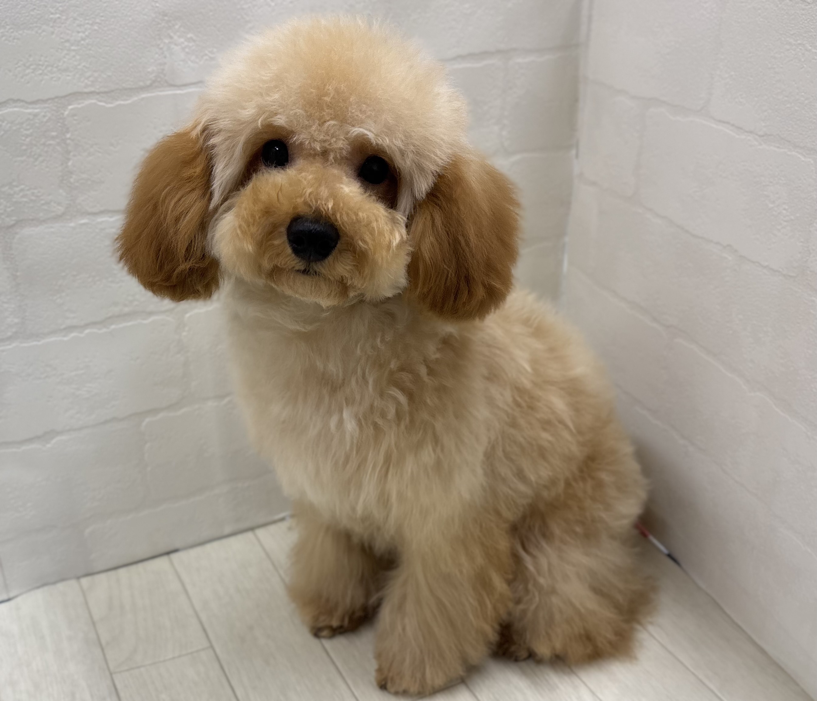 埼玉県のトイプードル(トイ) (ペッツワン大利根店/2025年9月13日生まれ/女の子/レッド)の子犬の2枚目の画像