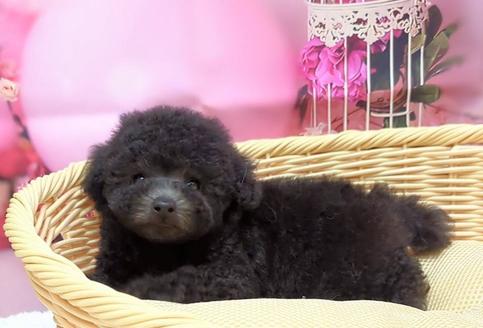 岡山県のトイプードル(トイ) (ペッツワンFC津山店/2026年1月16日生まれ/女の子/グレー)の子犬