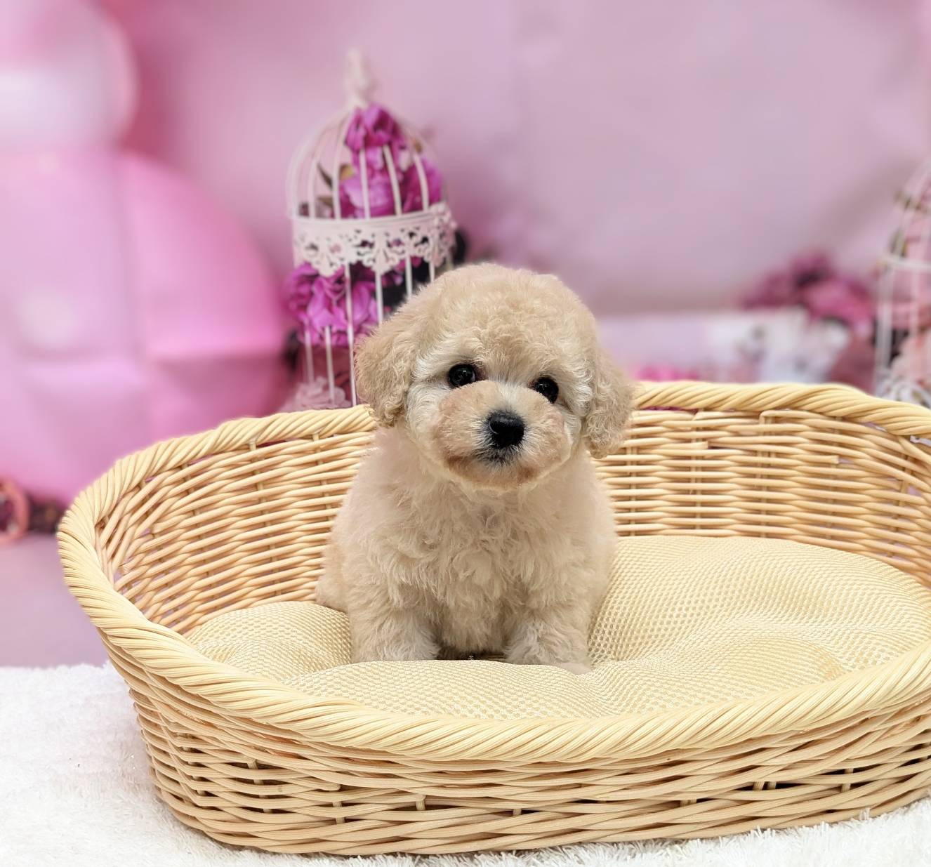 岡山県のトイプードル(トイ) (ペッツワンFC津山店/2026年1月18日生まれ/女の子/ペールフォーン)の子犬