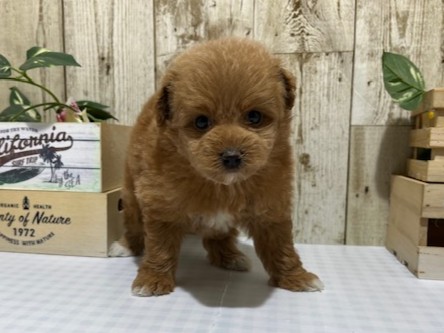 静岡県のハーフ犬・ミックス犬 (ペッツワン浜松都田テクノ店/2026年1月12日生まれ/女の子/アプリコット)の子犬