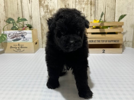 静岡県のハーフ犬・ミックス犬 (ペッツワン浜松都田テクノ店/2026年1月13日生まれ/女の子/ブラック)の子犬