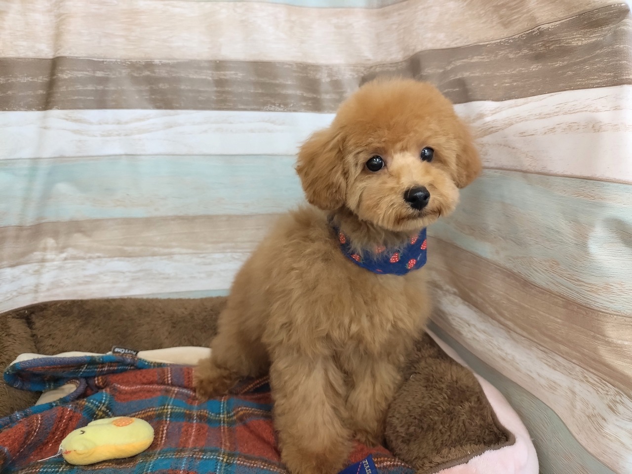 群馬県のトイプードル(トイ) (ペッツワン青柳店/2025年11月7日生まれ/男の子/レッド)の子犬の2枚目の画像