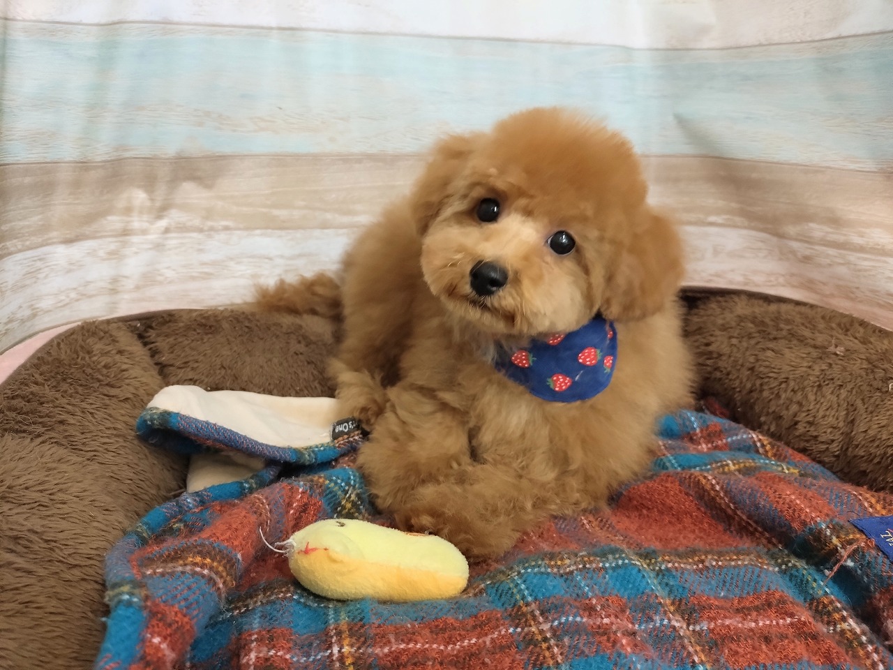 群馬県のトイプードル(トイ) (ペッツワン青柳店/2025年11月7日生まれ/男の子/レッド)の子犬の3枚目の画像