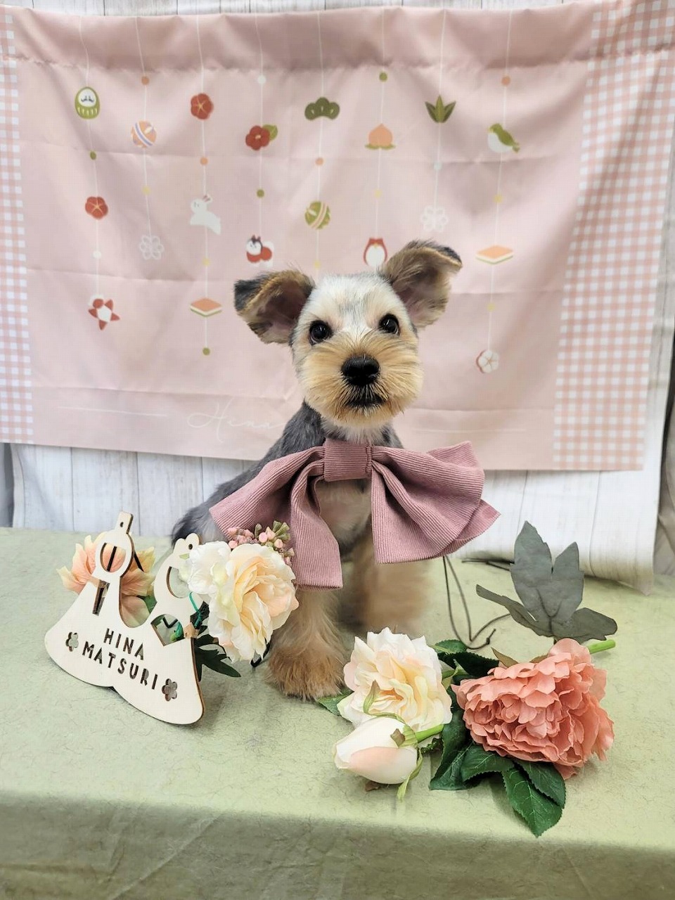 群馬県のヨークシャーテリア (ペッツワン青柳店/2025年11月10日生まれ/男の子/スチールブルータン)の子犬の3枚目の画像