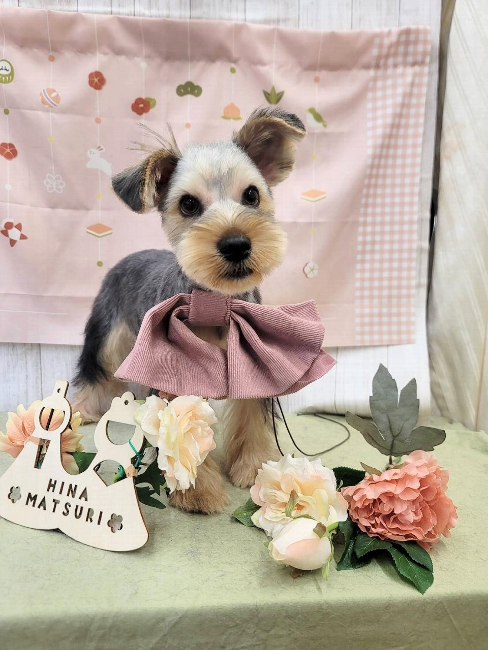 群馬県のヨークシャーテリア (ペッツワン青柳店/2025年11月10日生まれ/男の子/スチールブルータン)の子犬の2枚目の画像