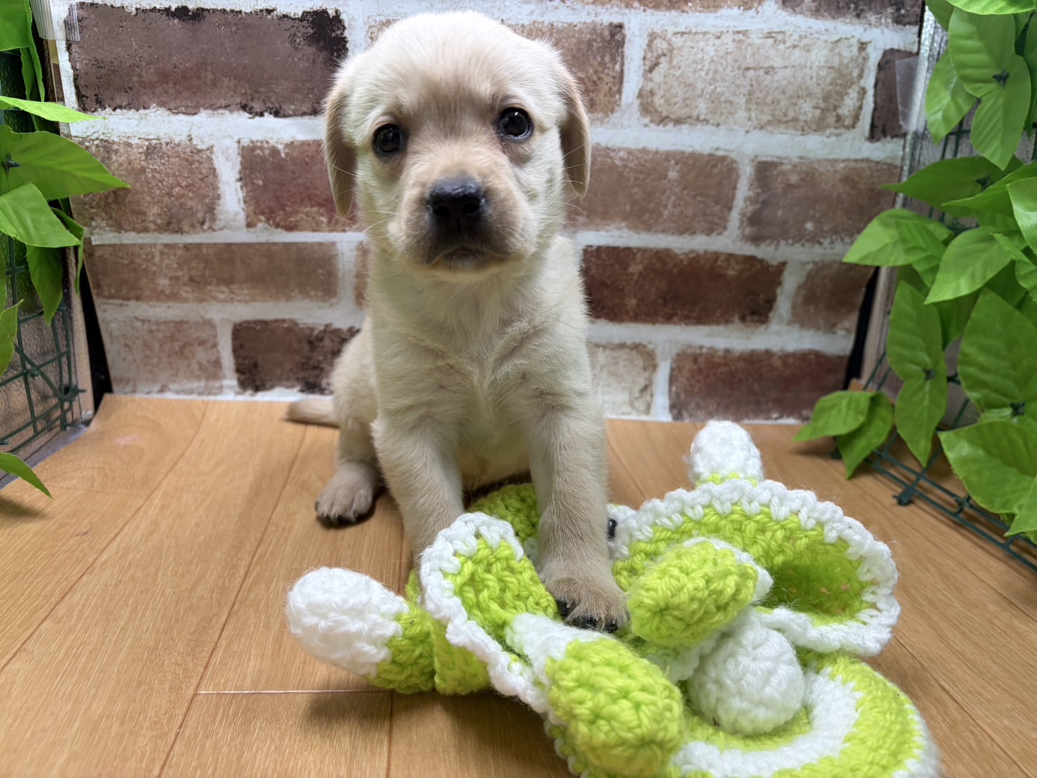 福島県のラブラドールレトリーバー (ペッツワン白河モール店/2026年1月9日生まれ/女の子/イエロー)の子犬の1枚目の画像