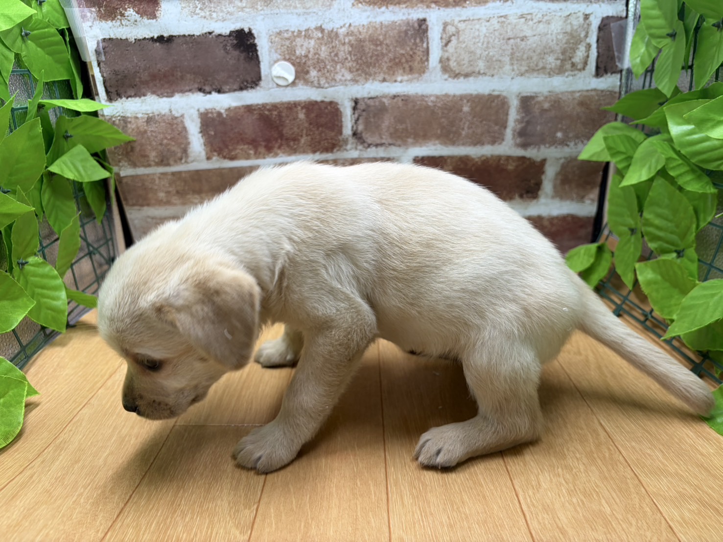 福島県のラブラドールレトリーバー (ペッツワン白河モール店/2026年1月9日生まれ/女の子/イエロー)の子犬の3枚目の画像