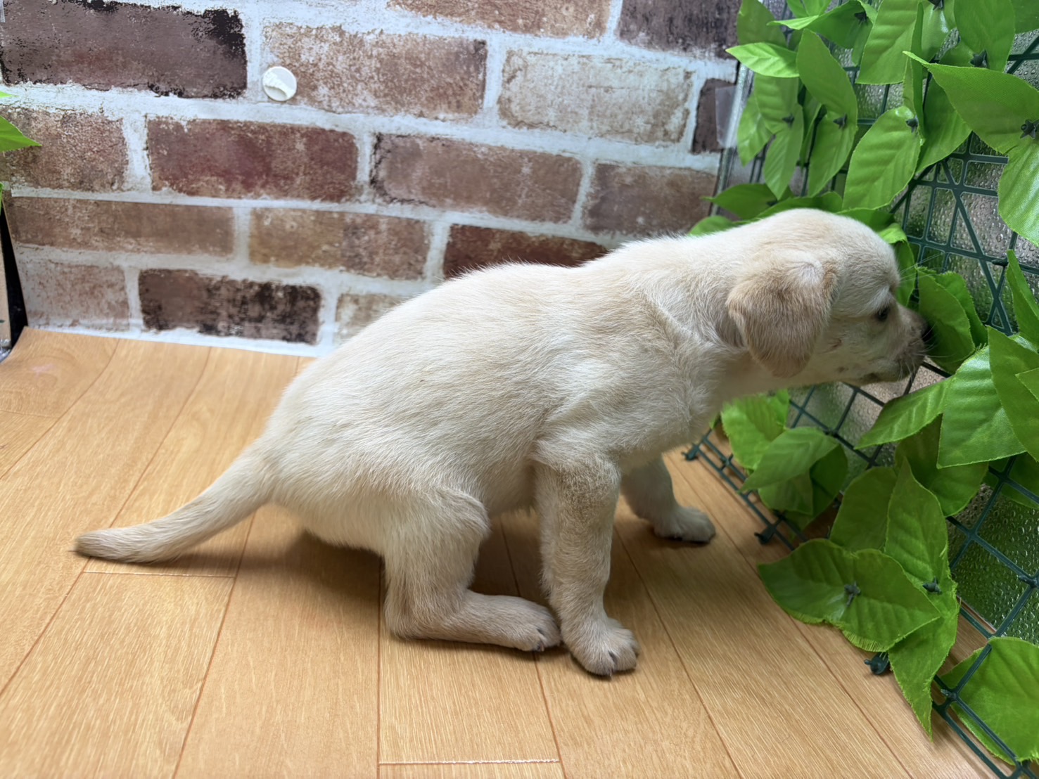 福島県のラブラドールレトリーバー (ペッツワン白河モール店/2026年1月9日生まれ/女の子/イエロー)の子犬の2枚目の画像